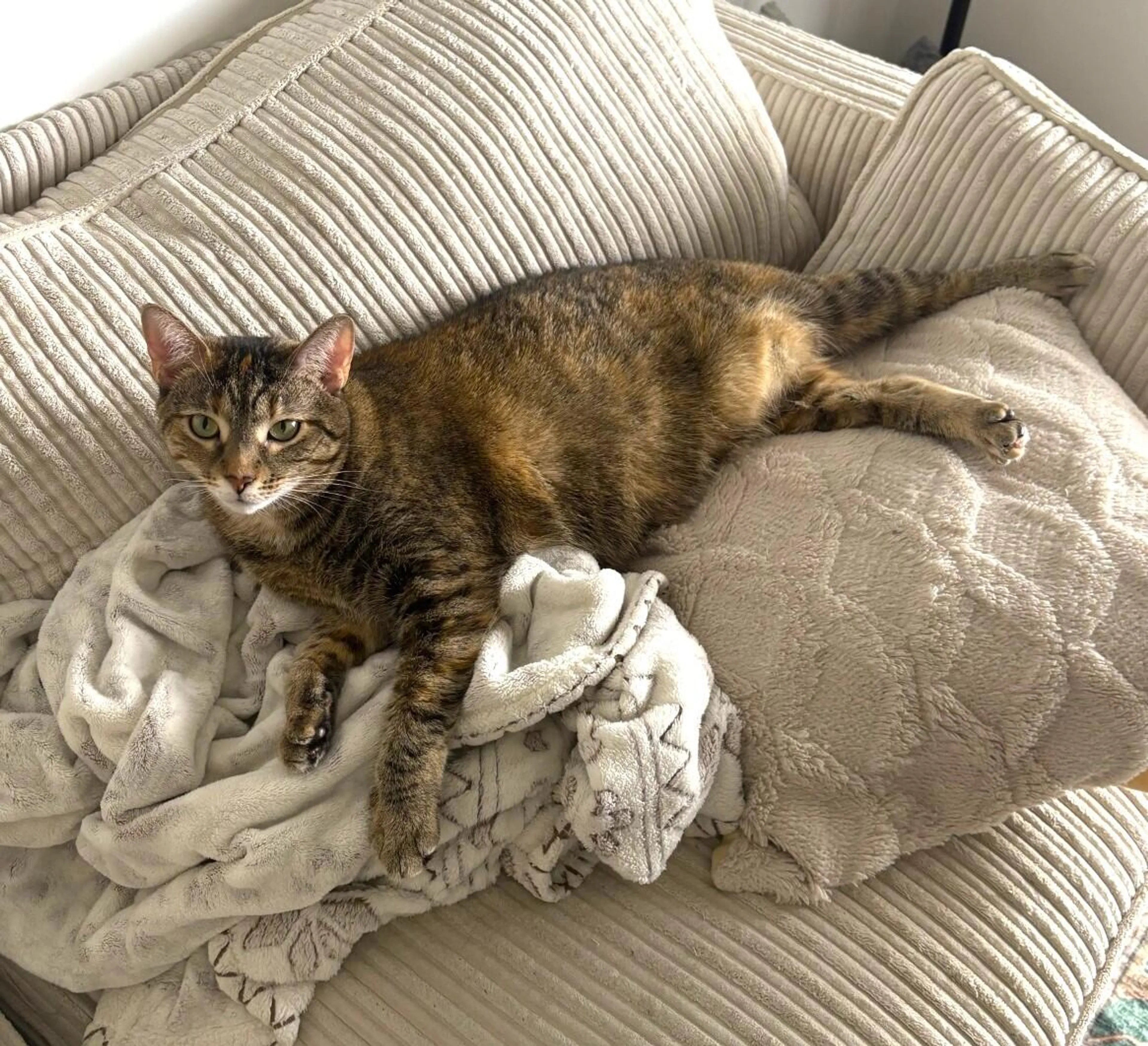 Lost pet
