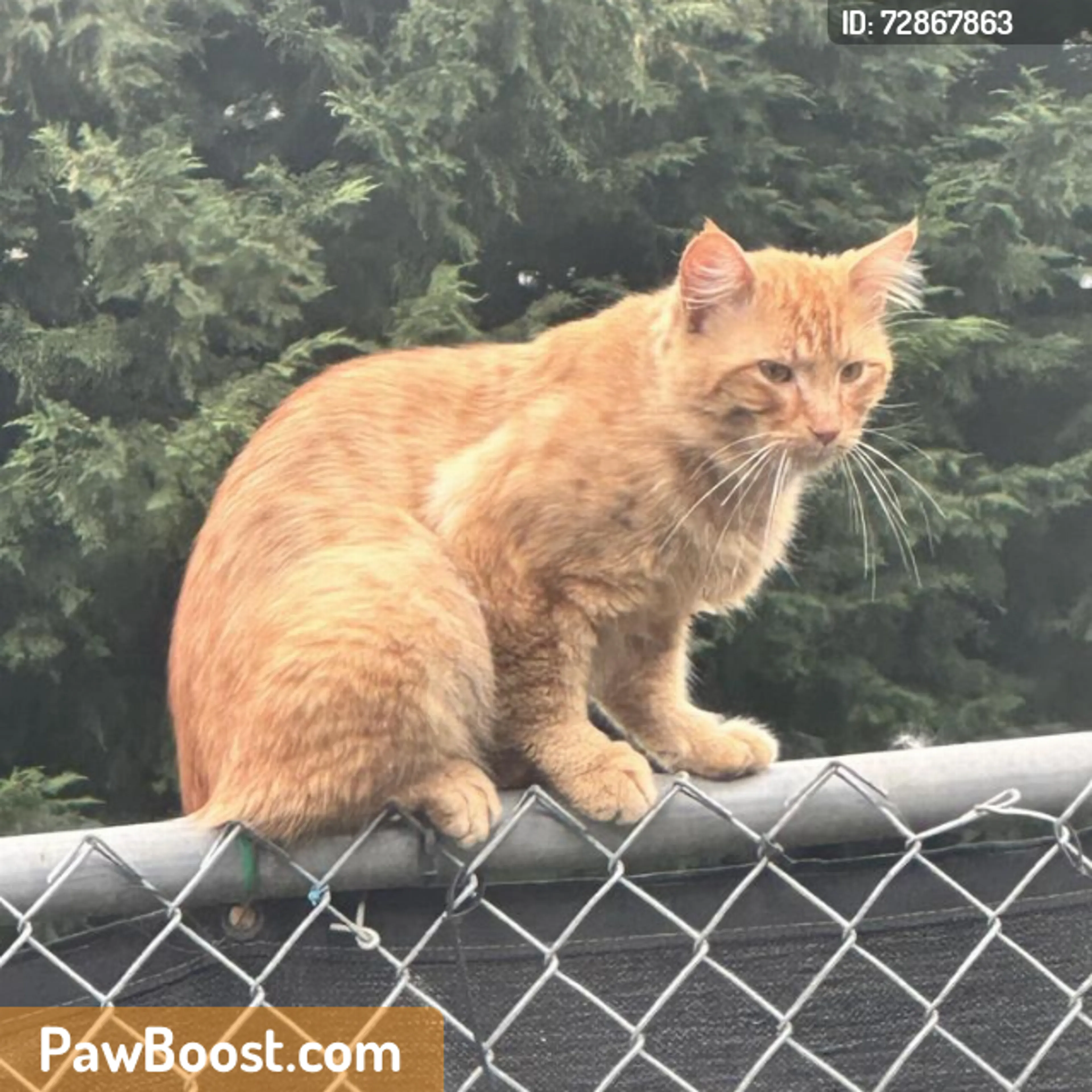 Found pet