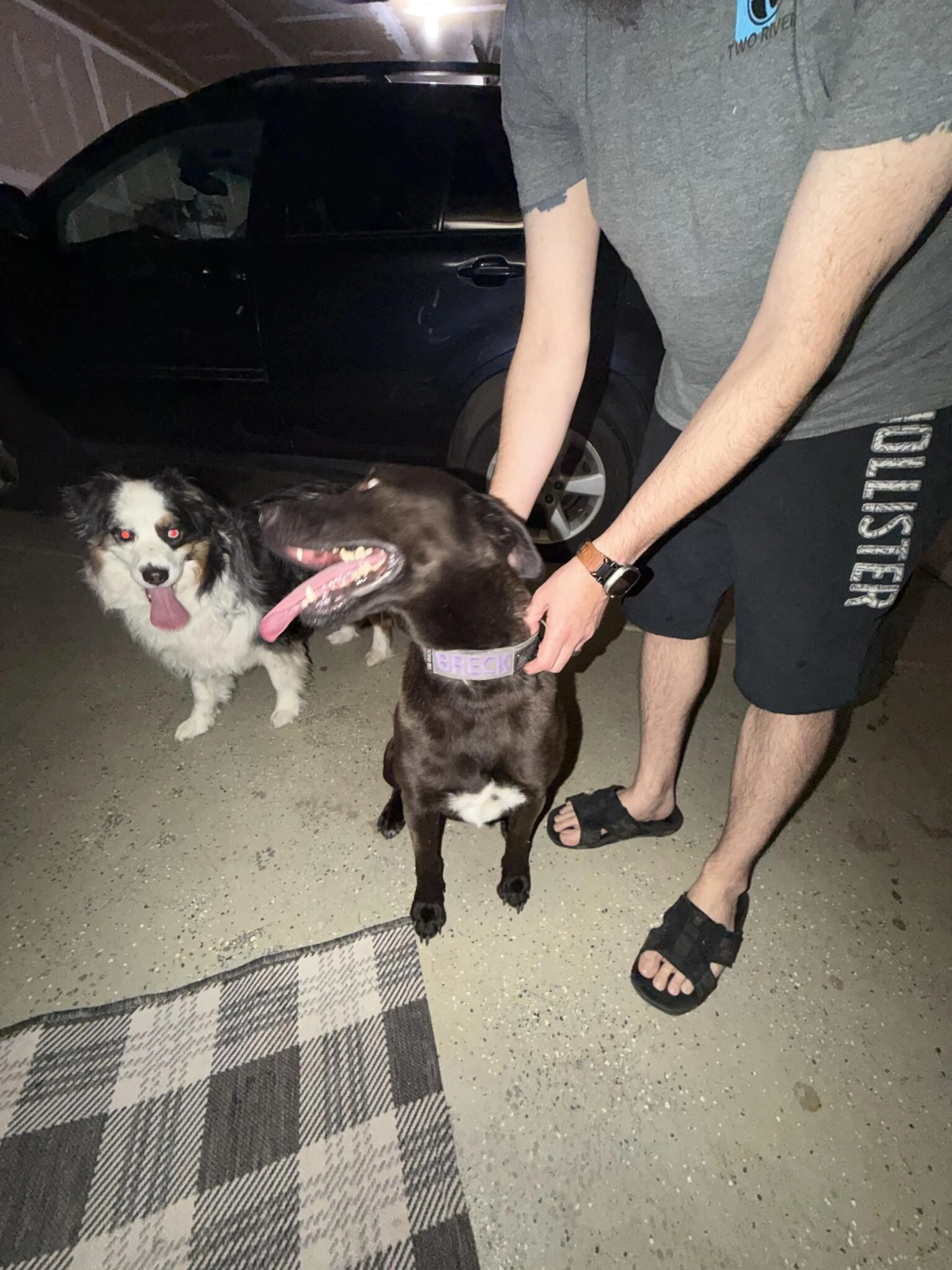 Found pet