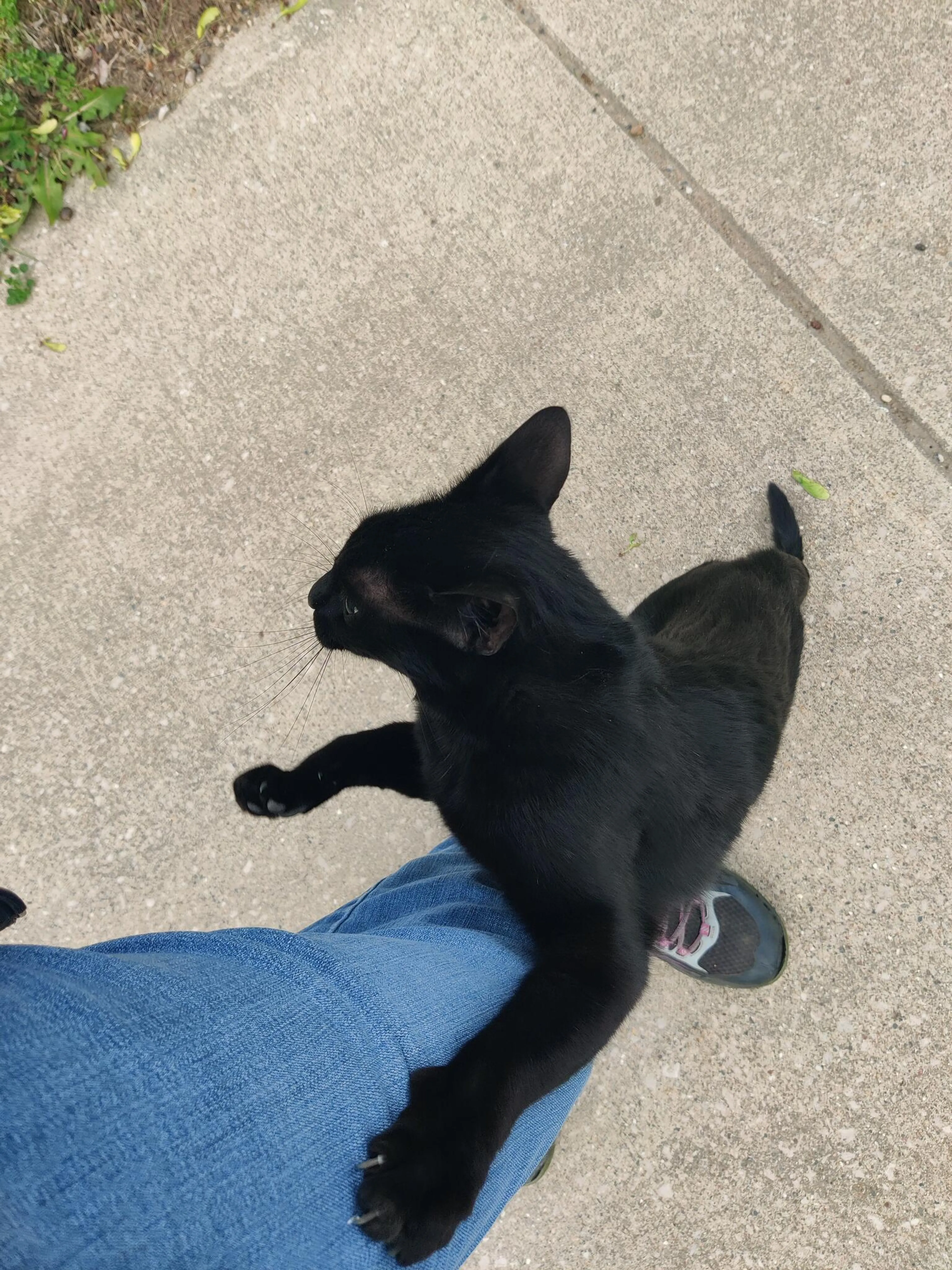Found pet