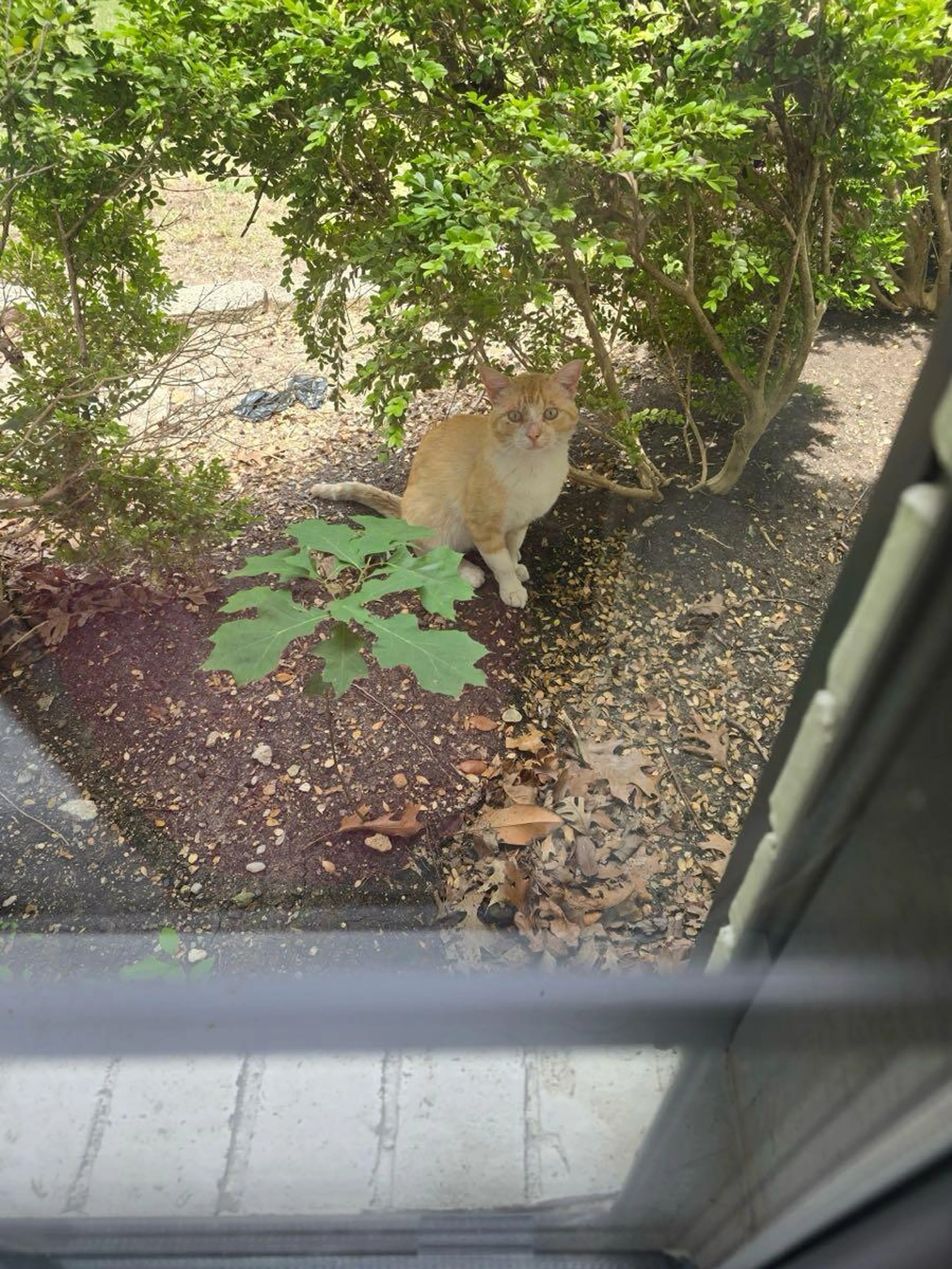Found pet