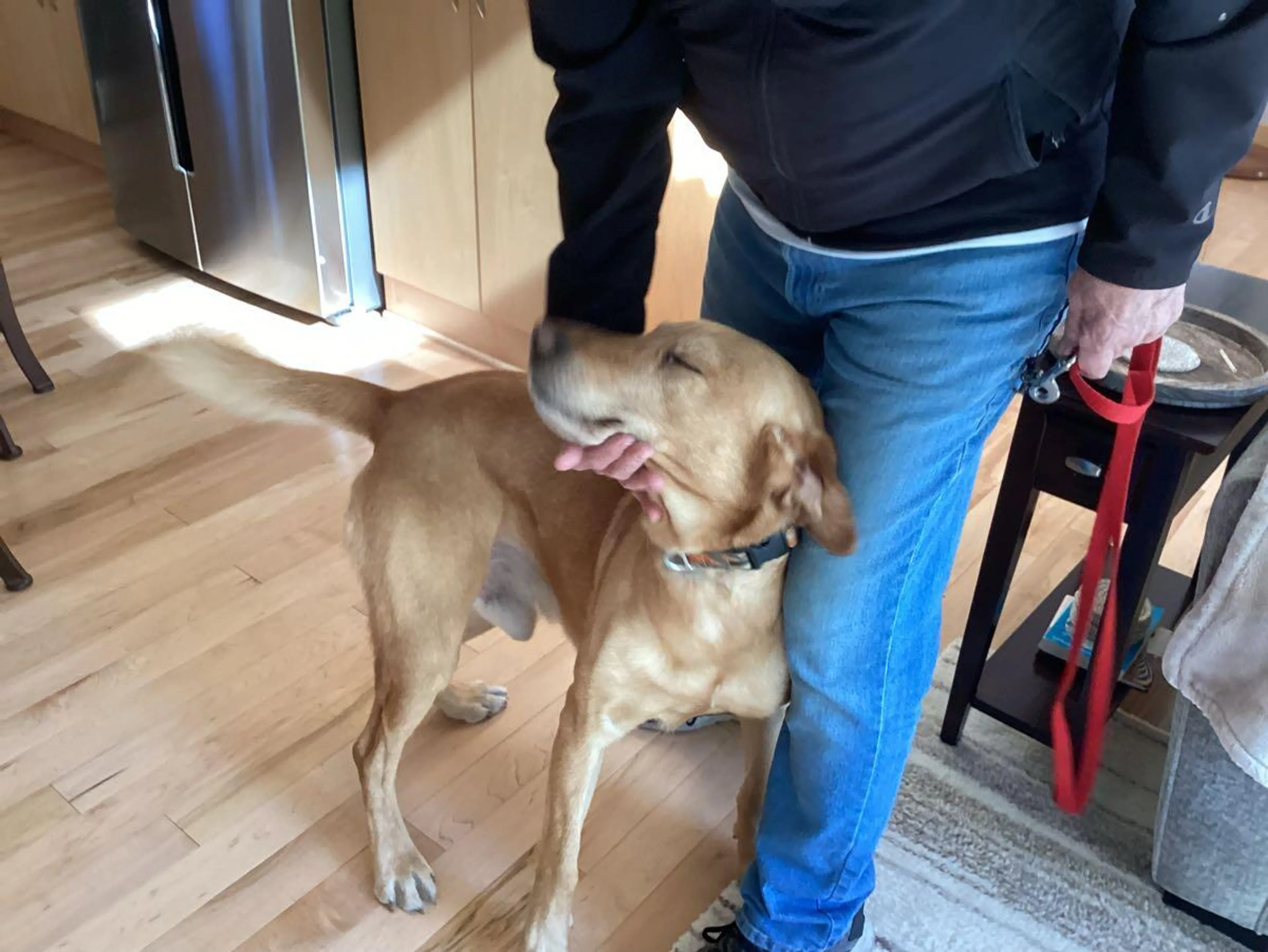 Found pet
