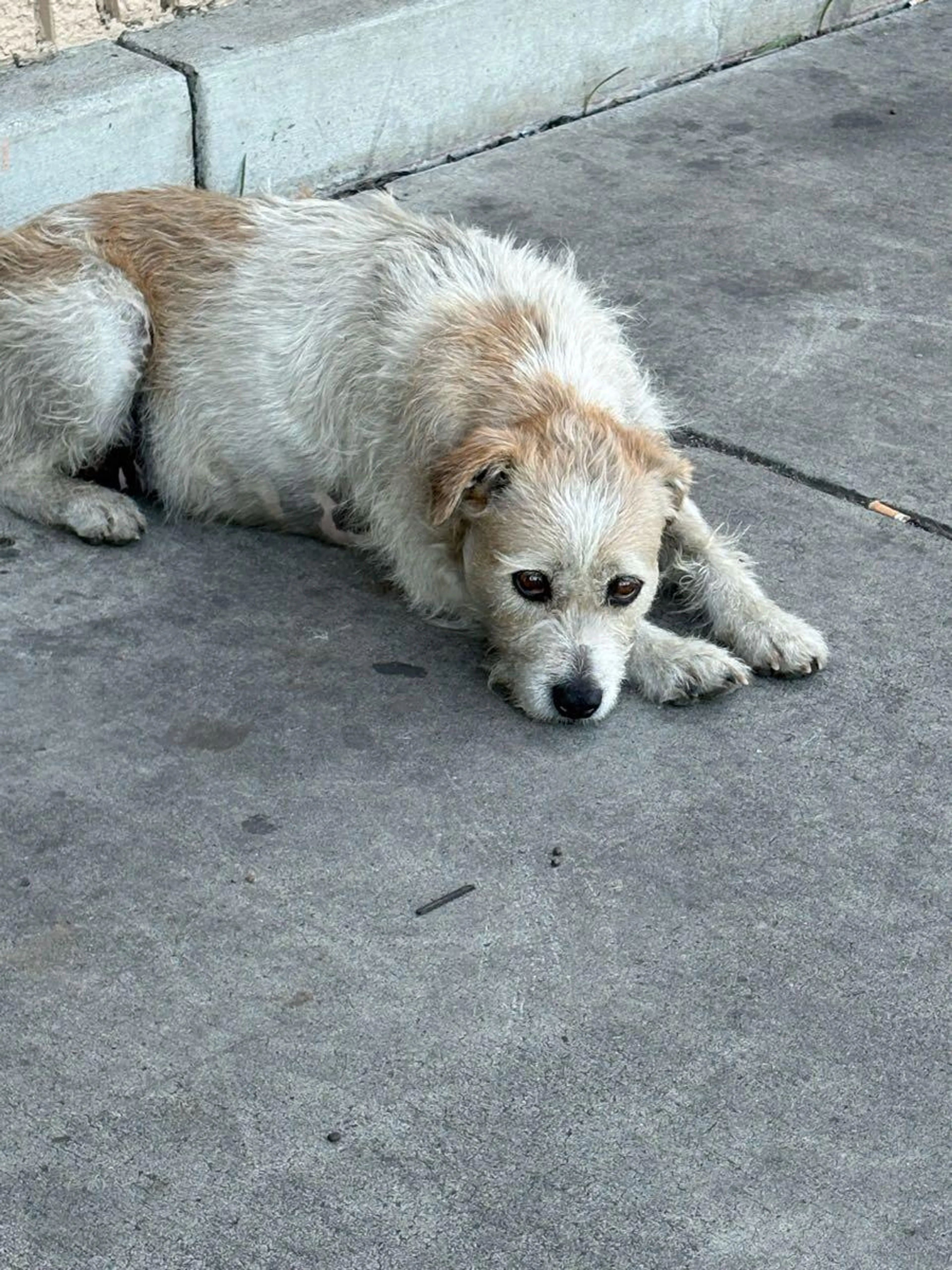 Found pet