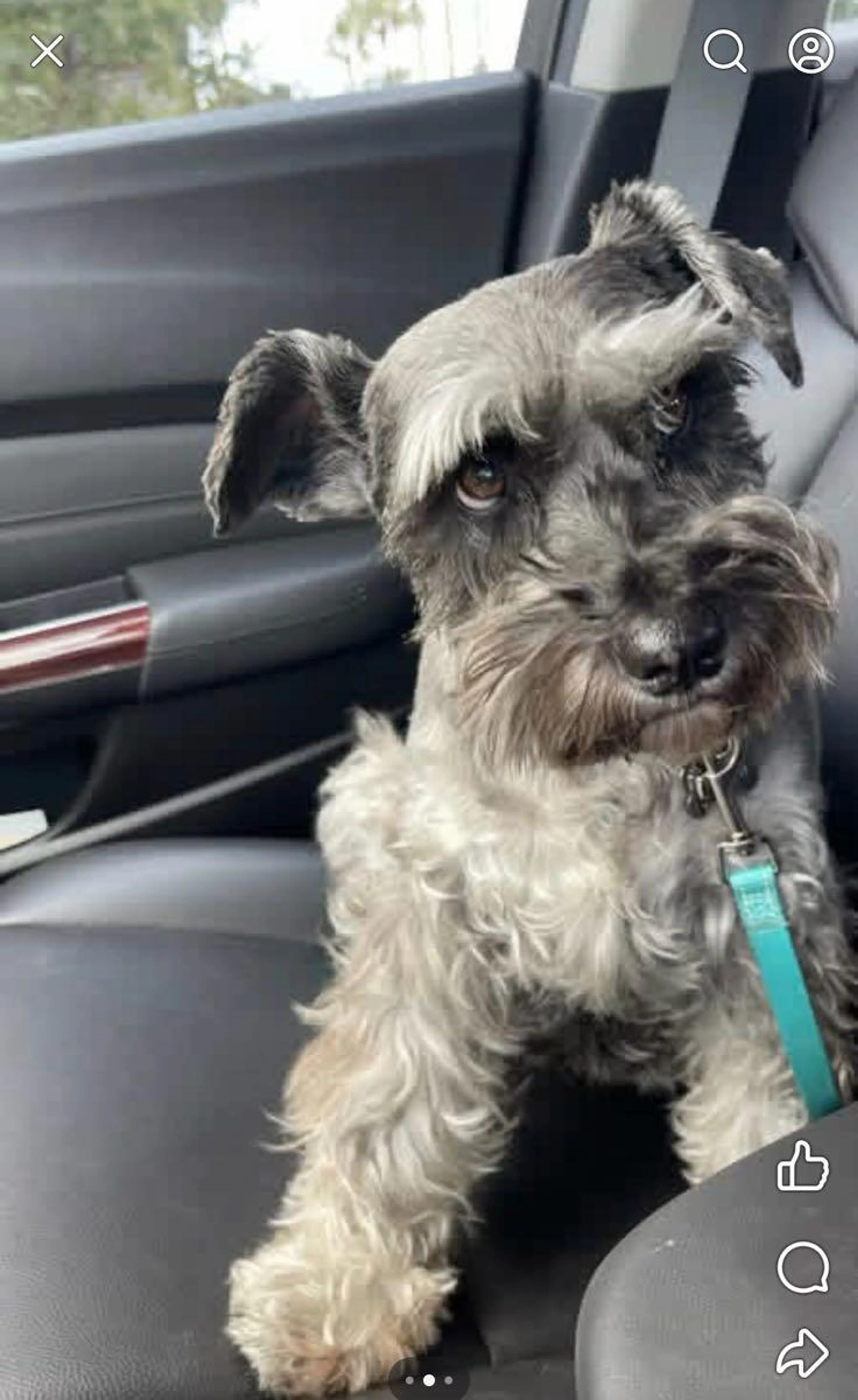 Lost pet