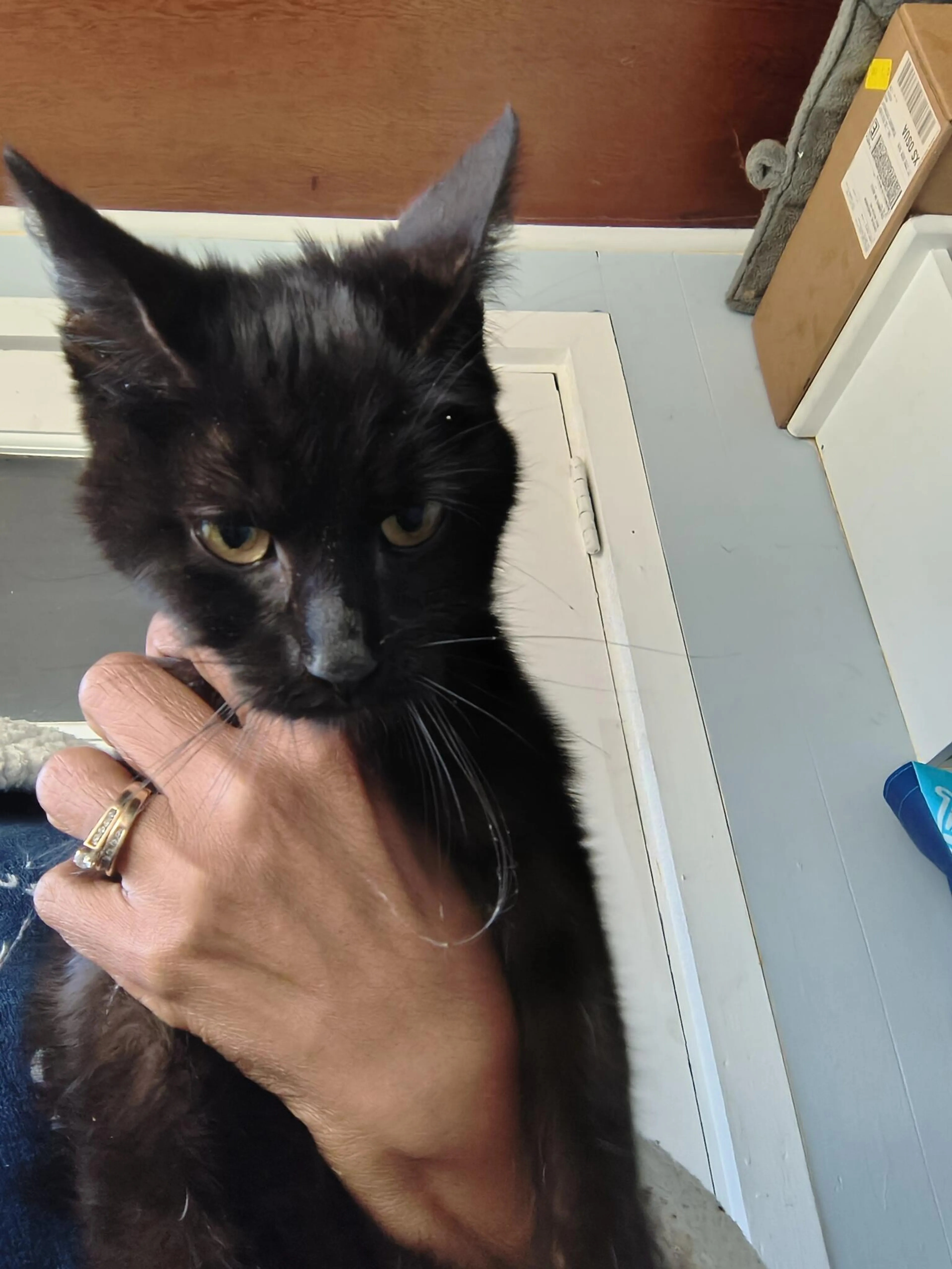 Found pet