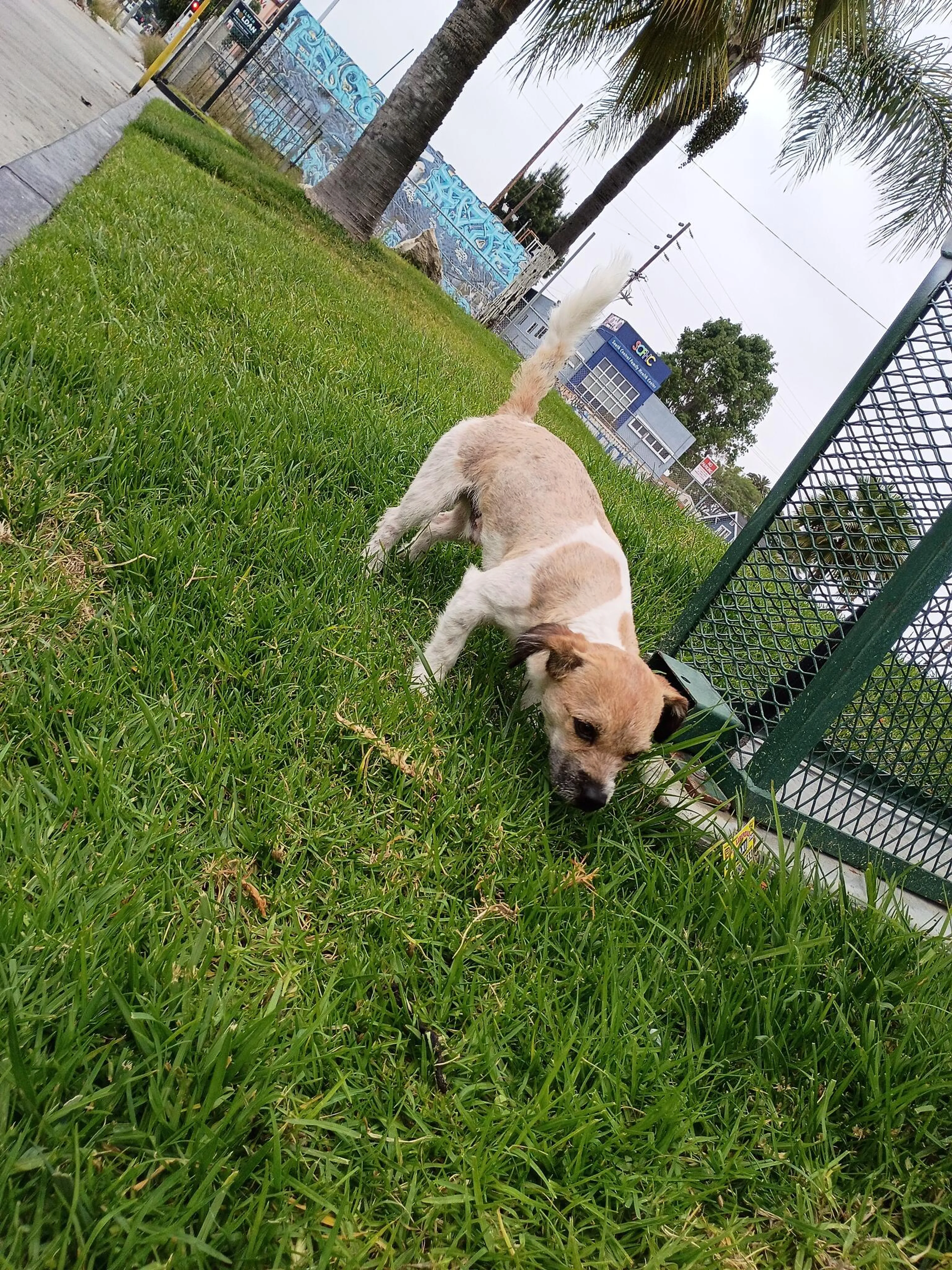 Found pet