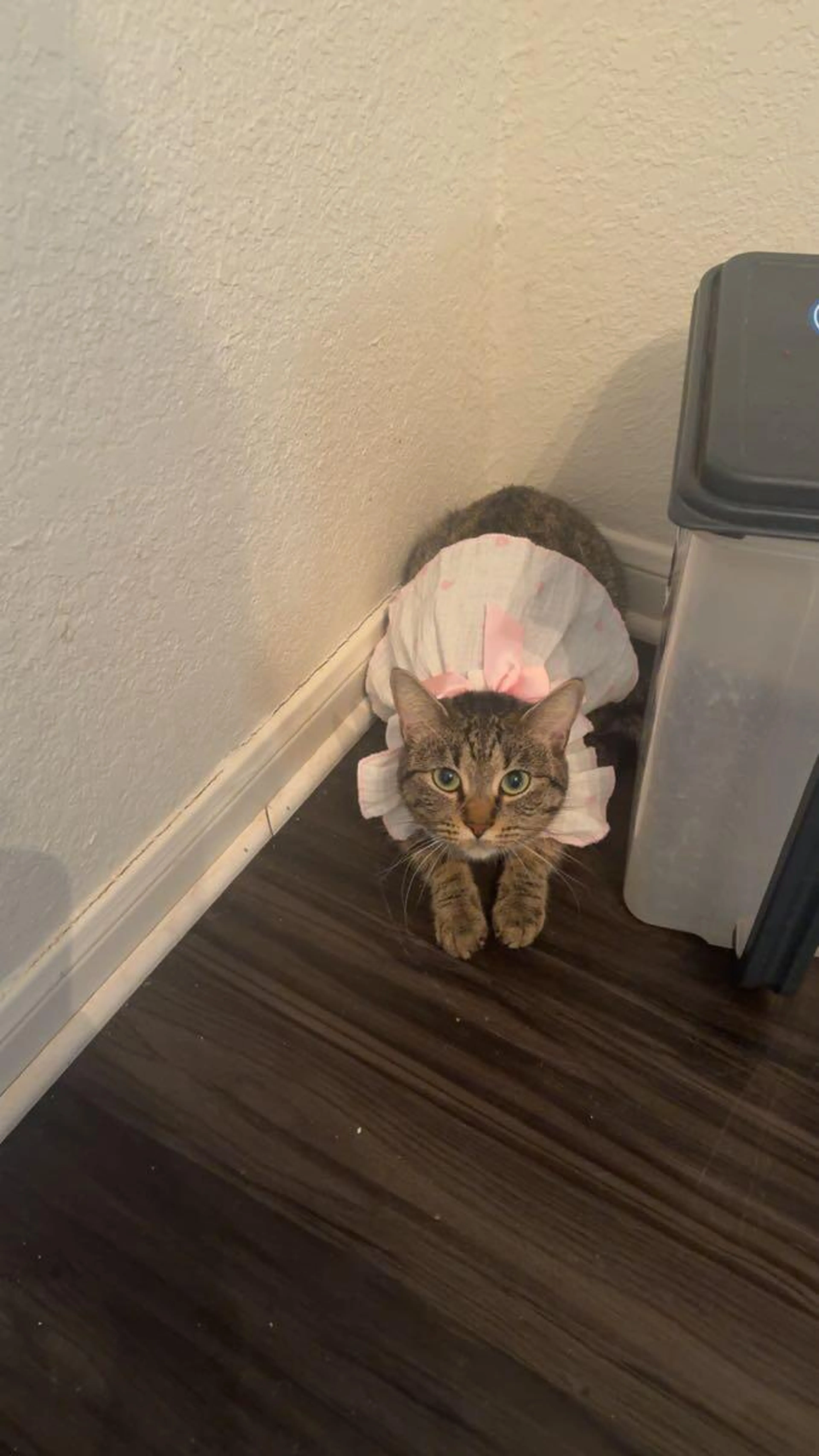 Lost pet