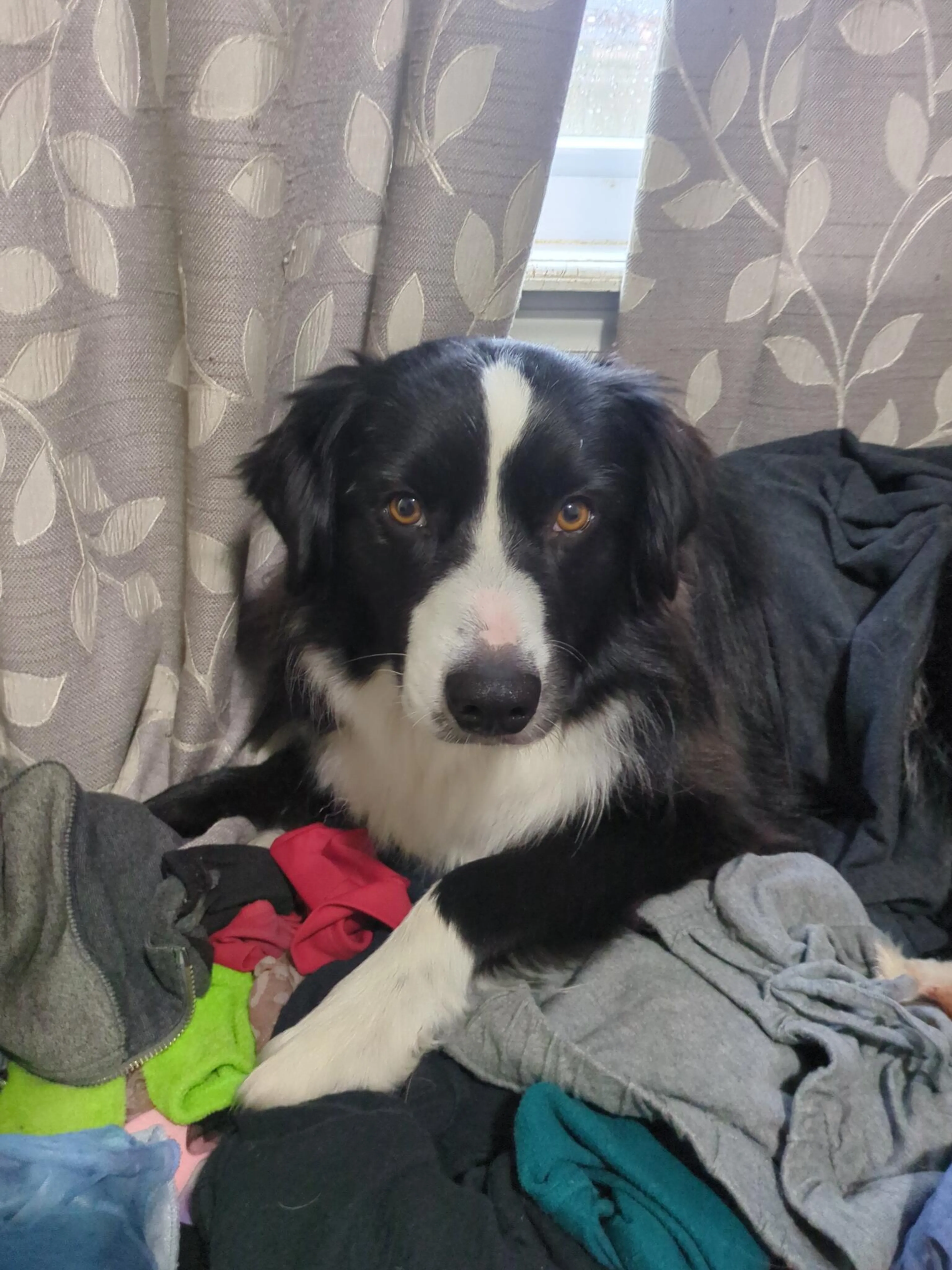 Lost pet