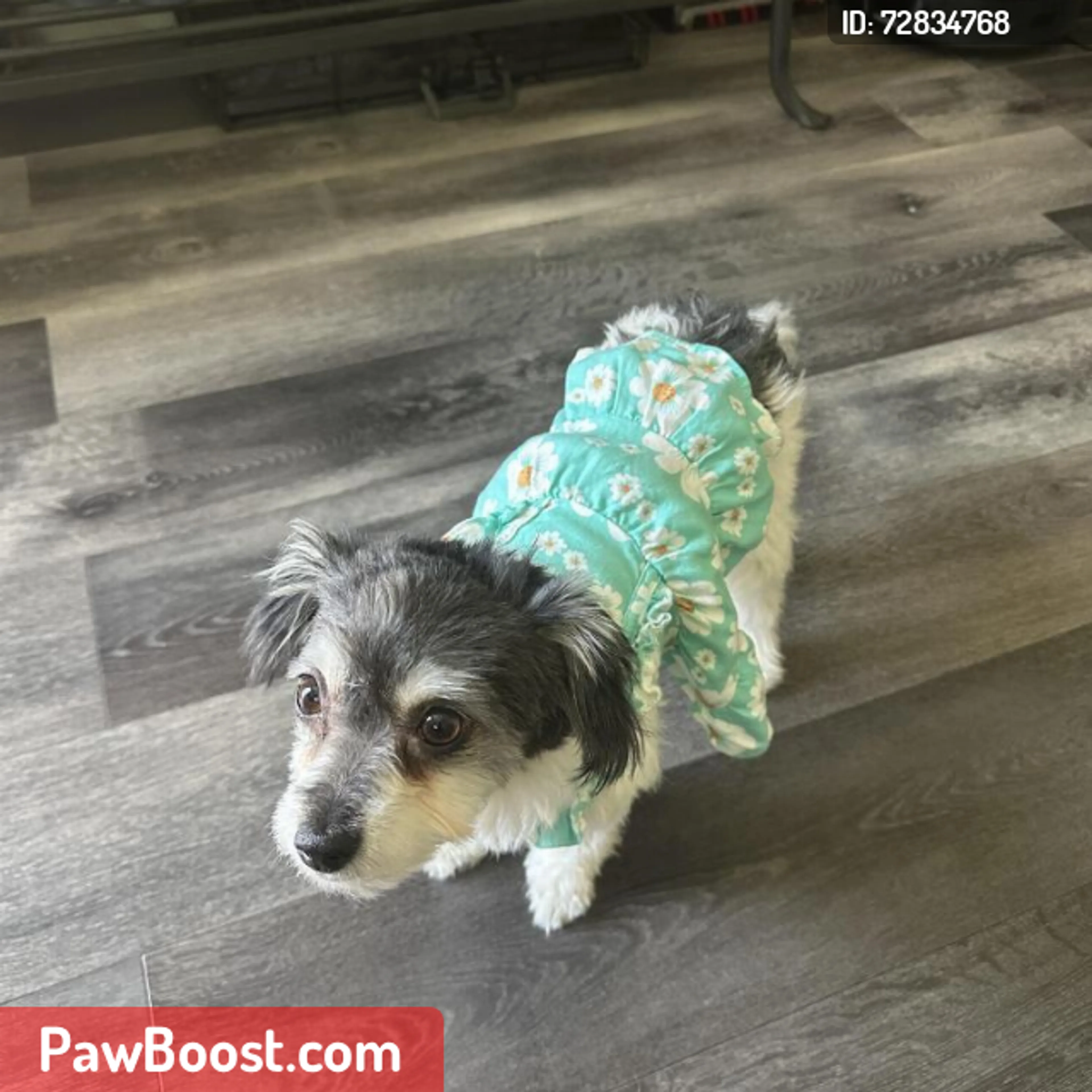 Lost pet