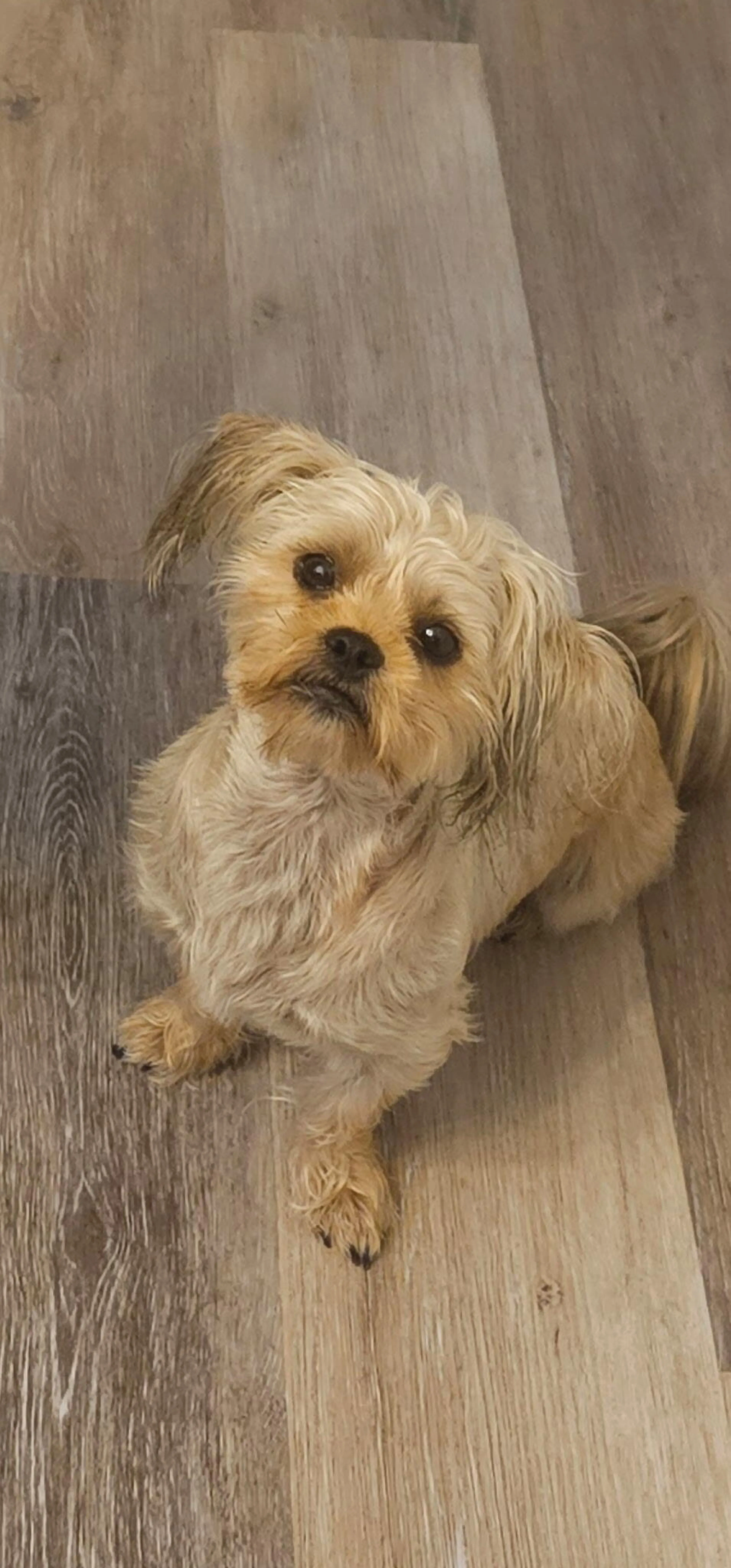 Lost pet