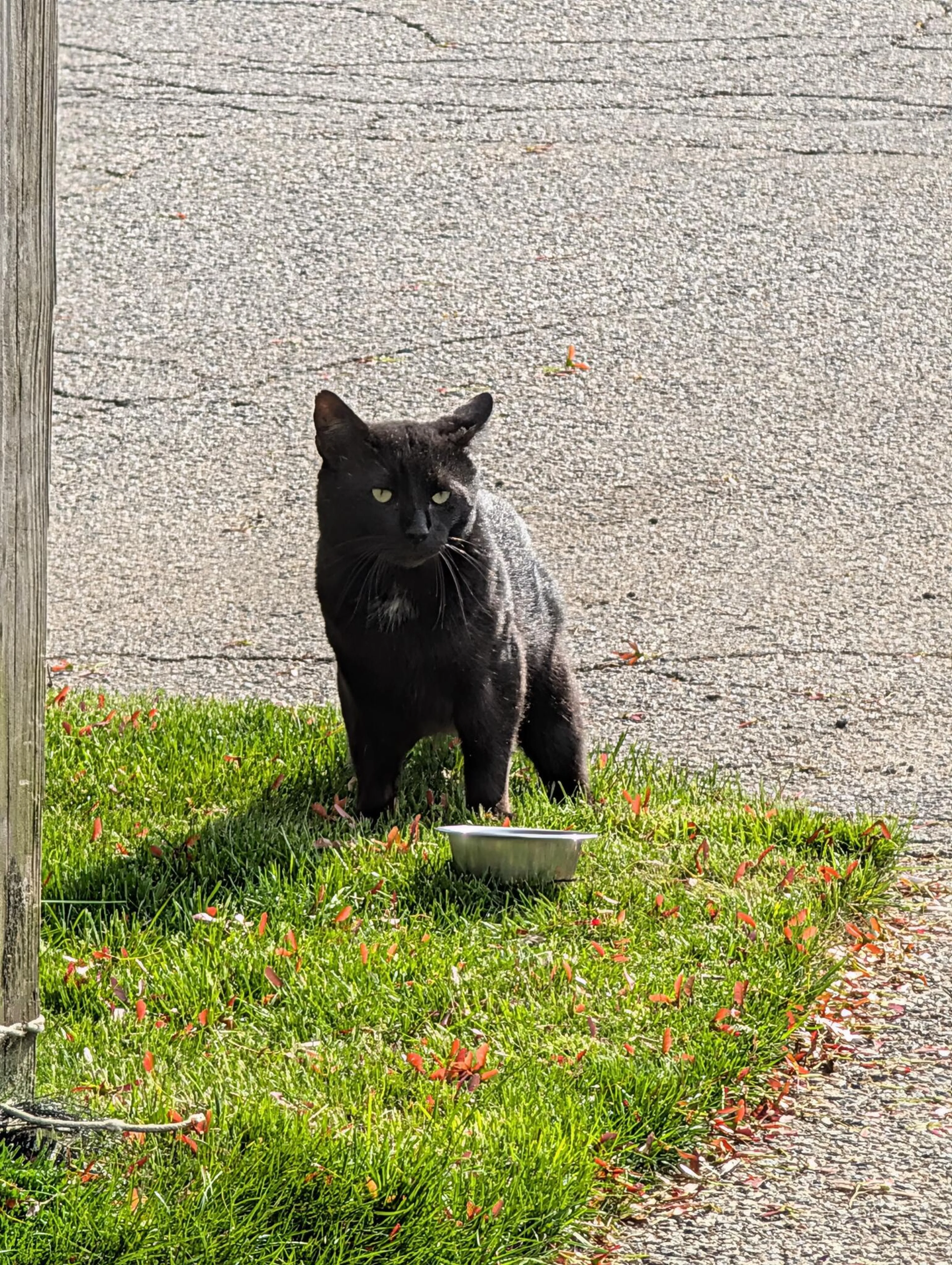 Found pet