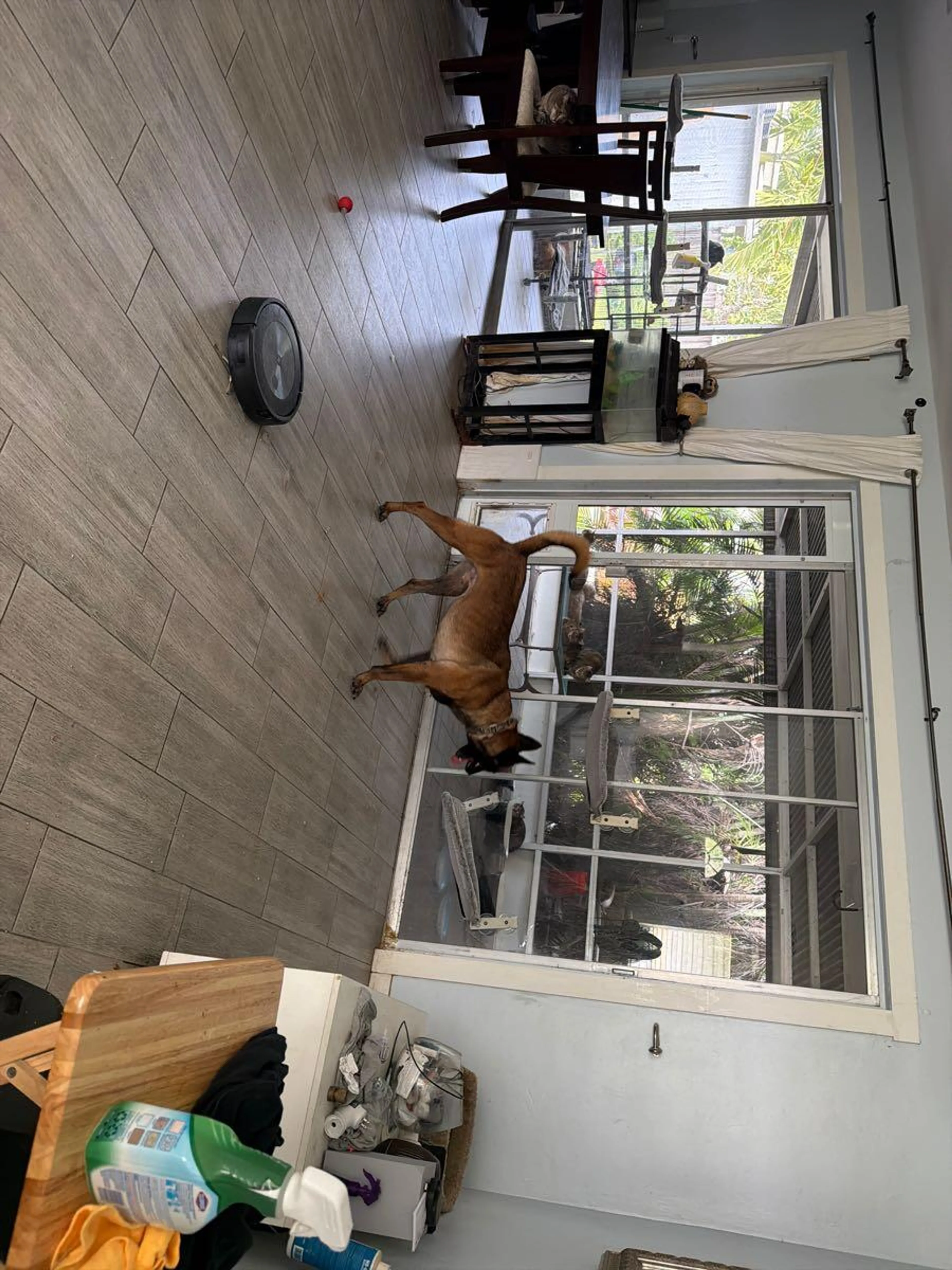 Found pet