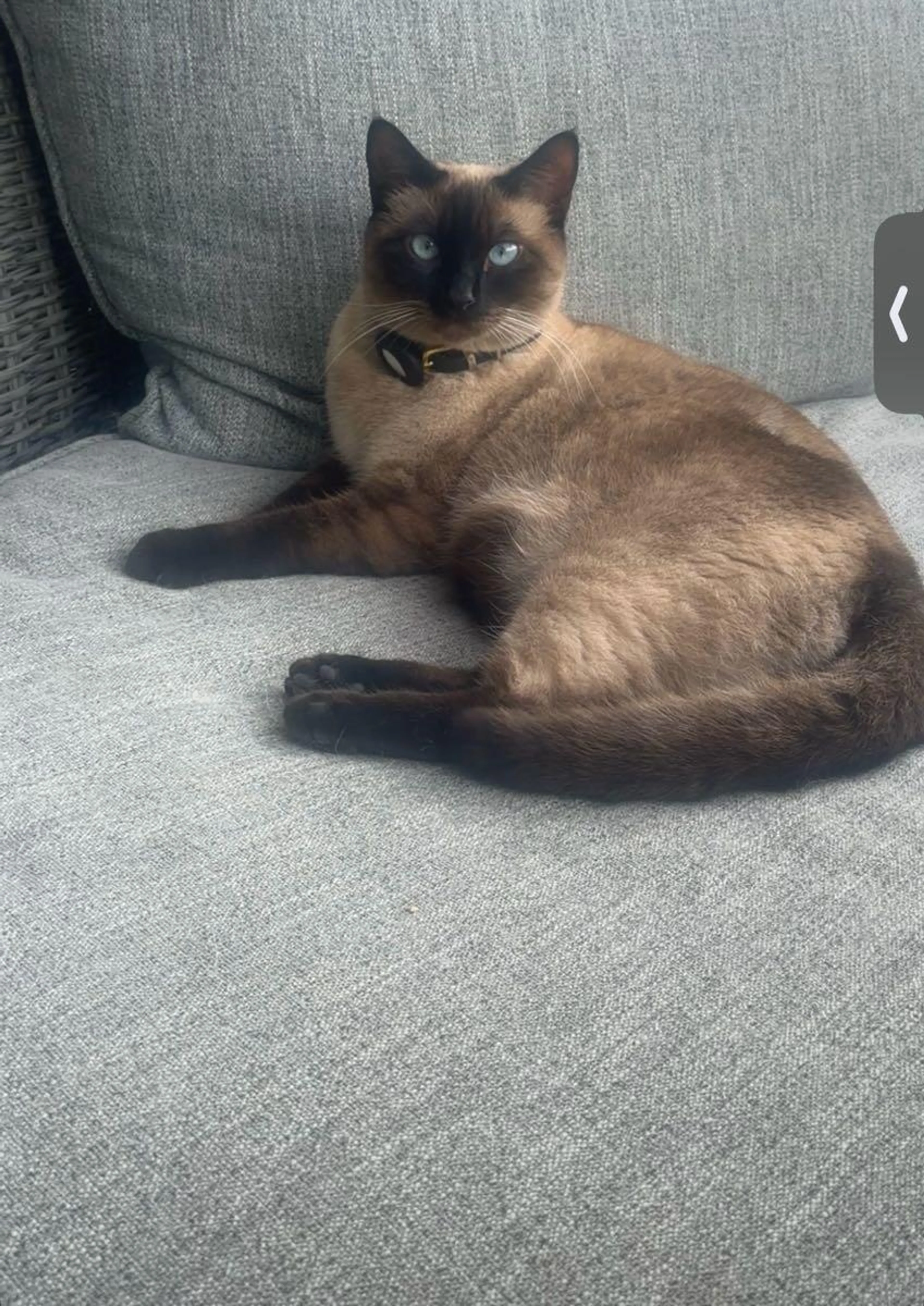 Lost pet