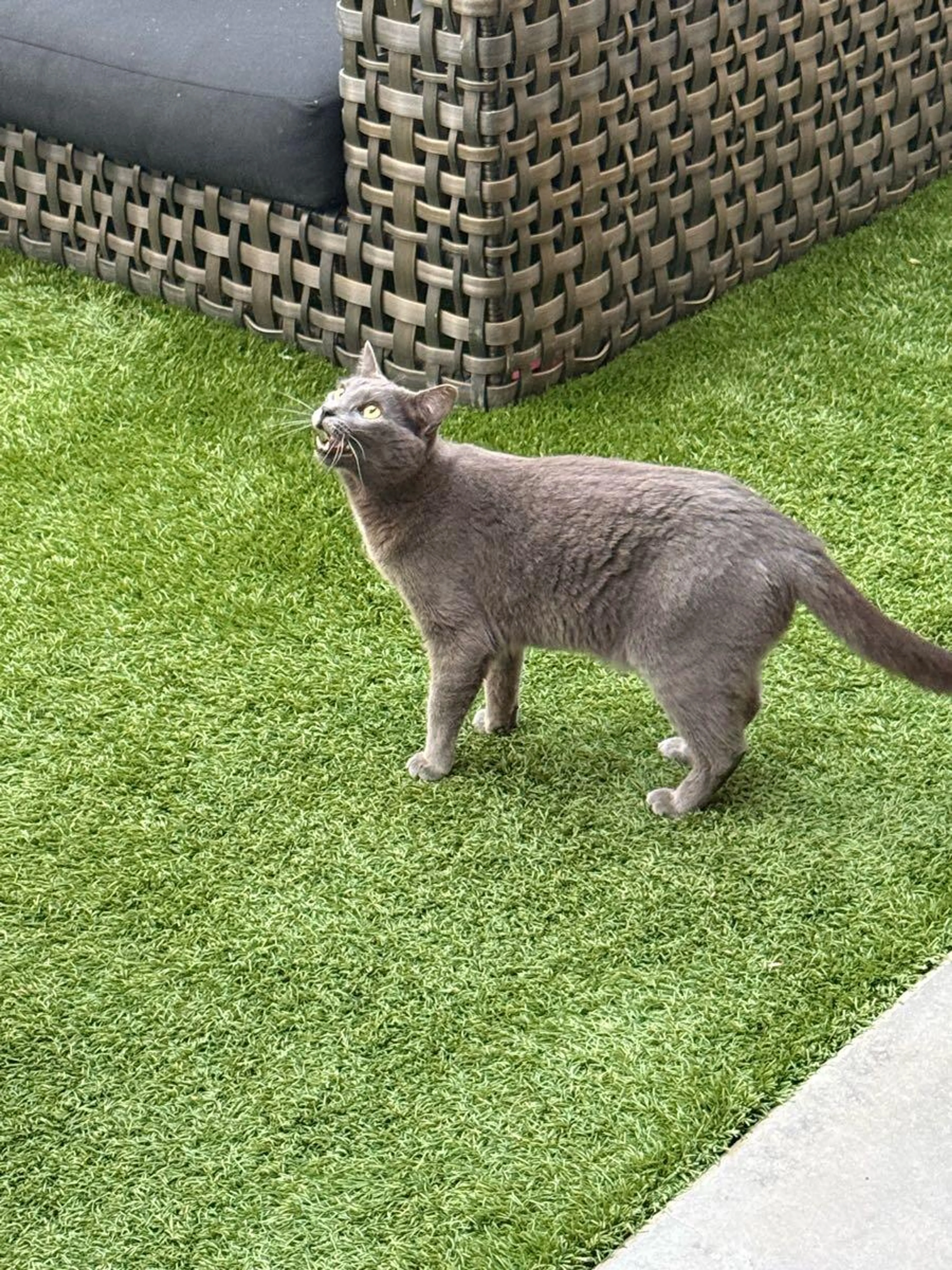 Found pet