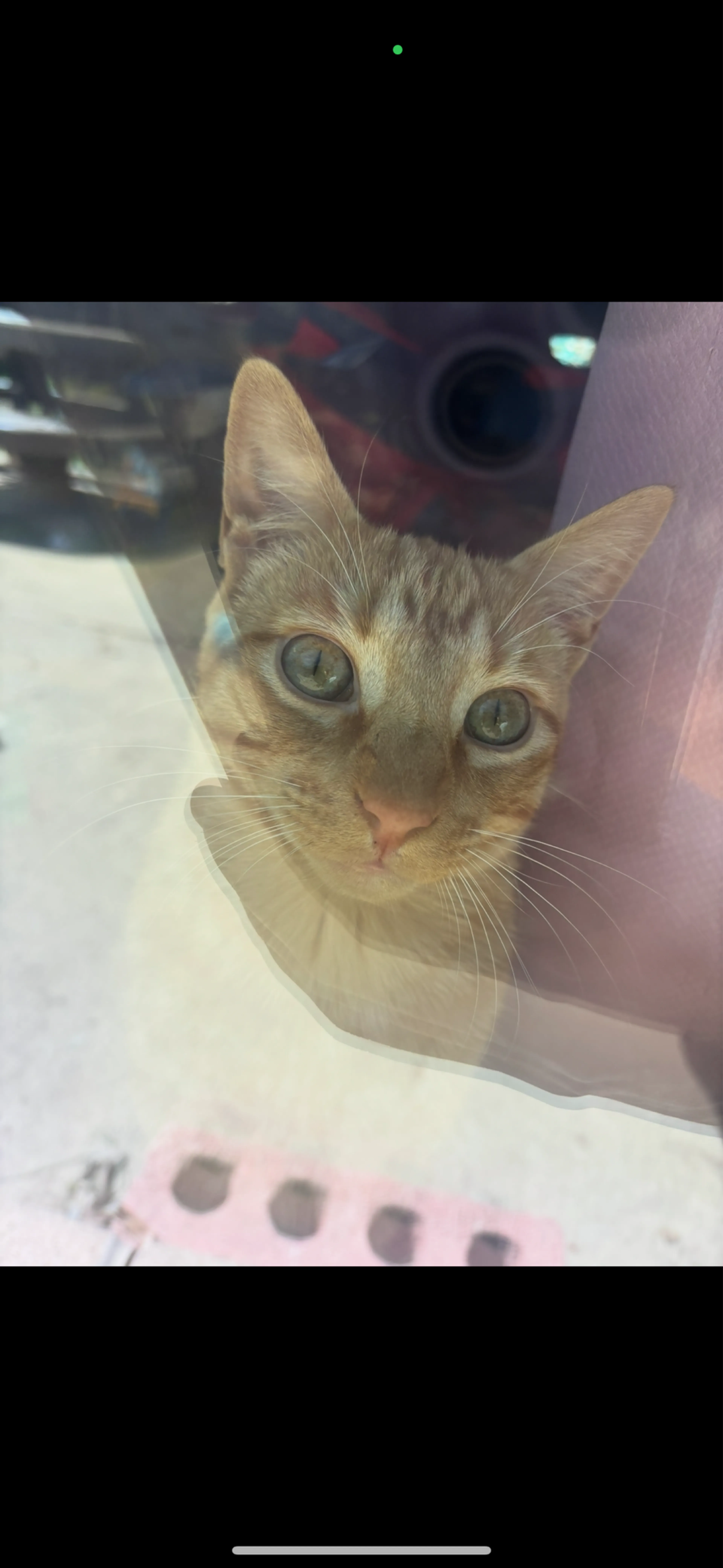 Lost pet
