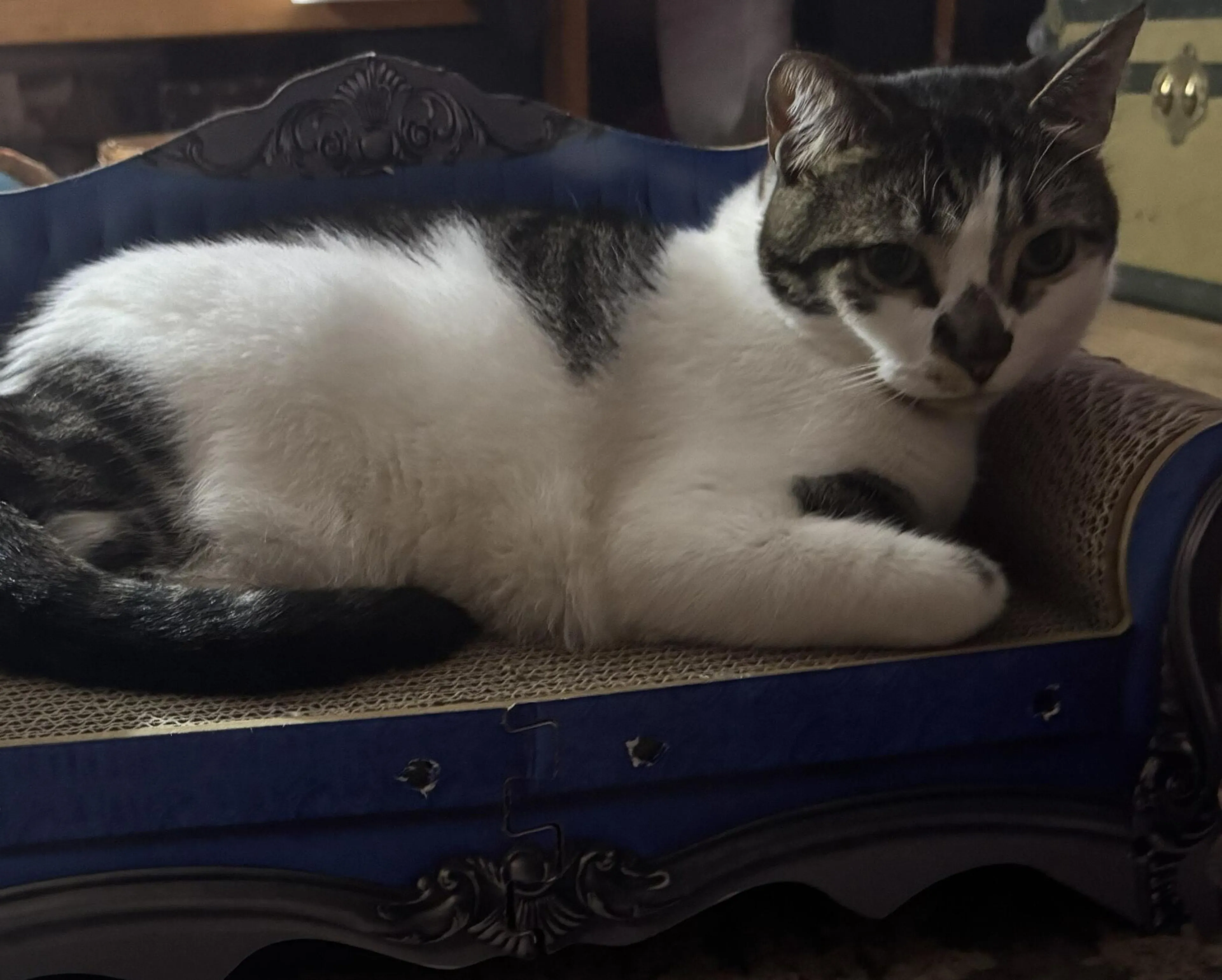Lost pet