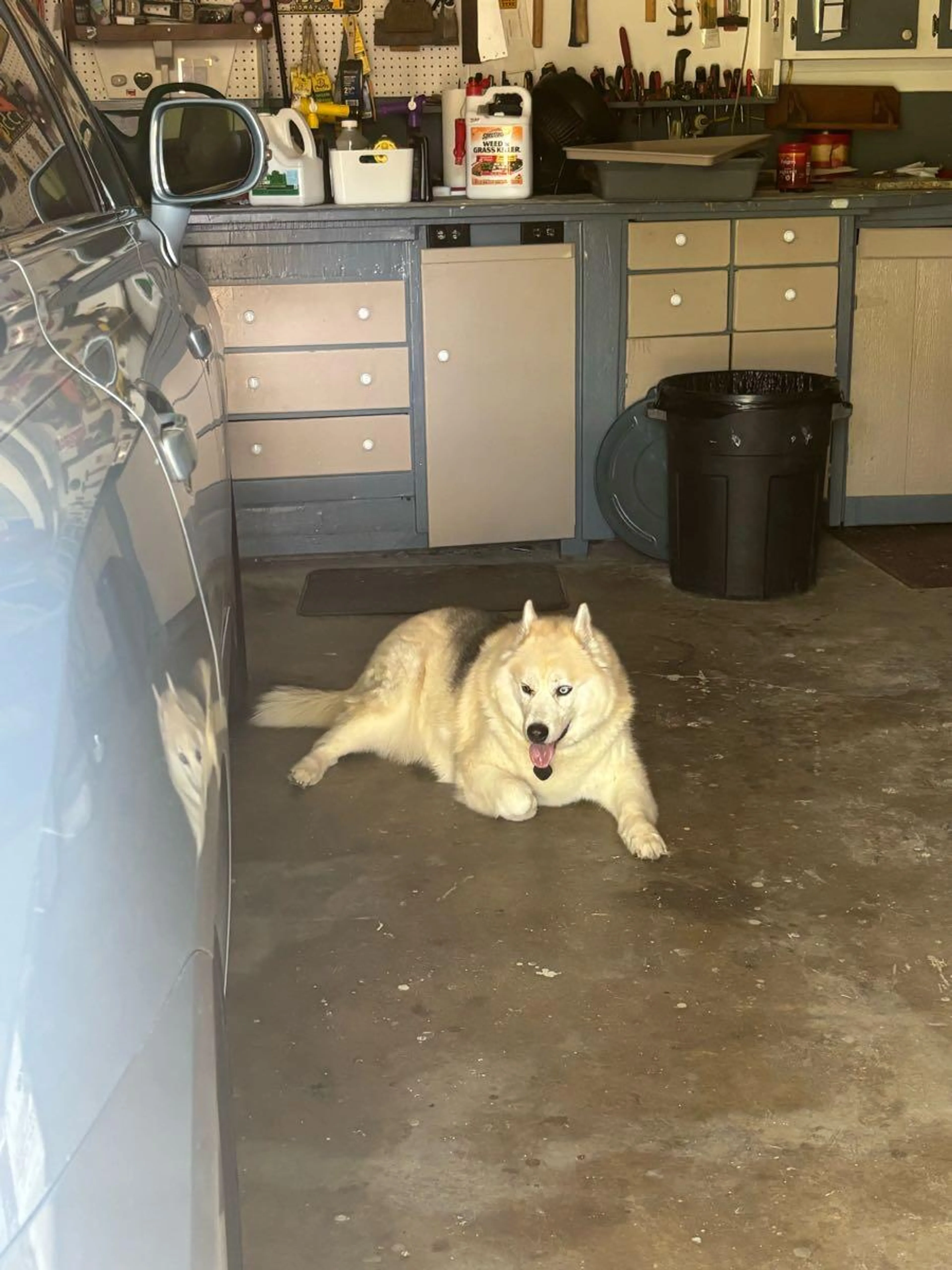 Found pet