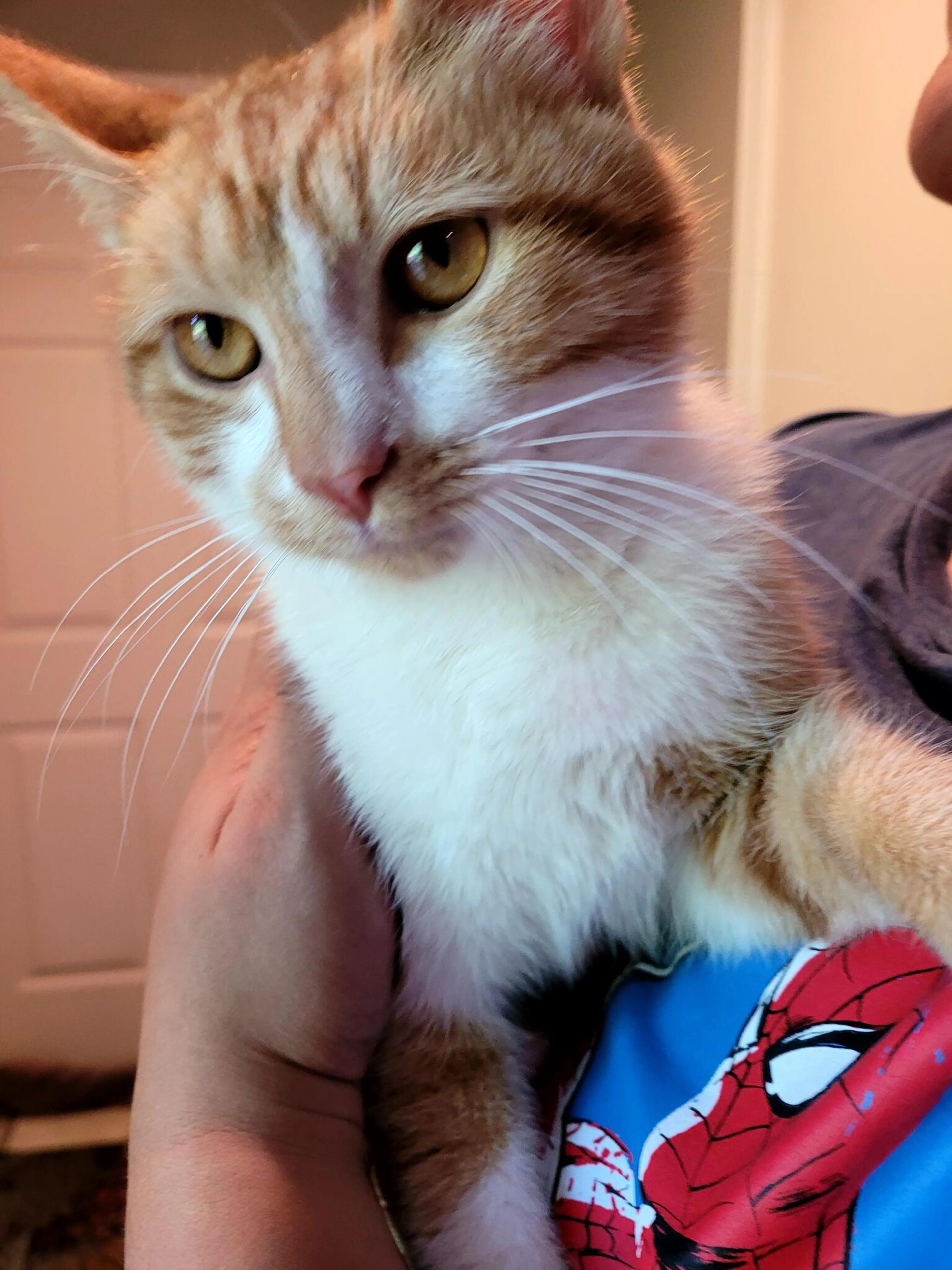 Found pet