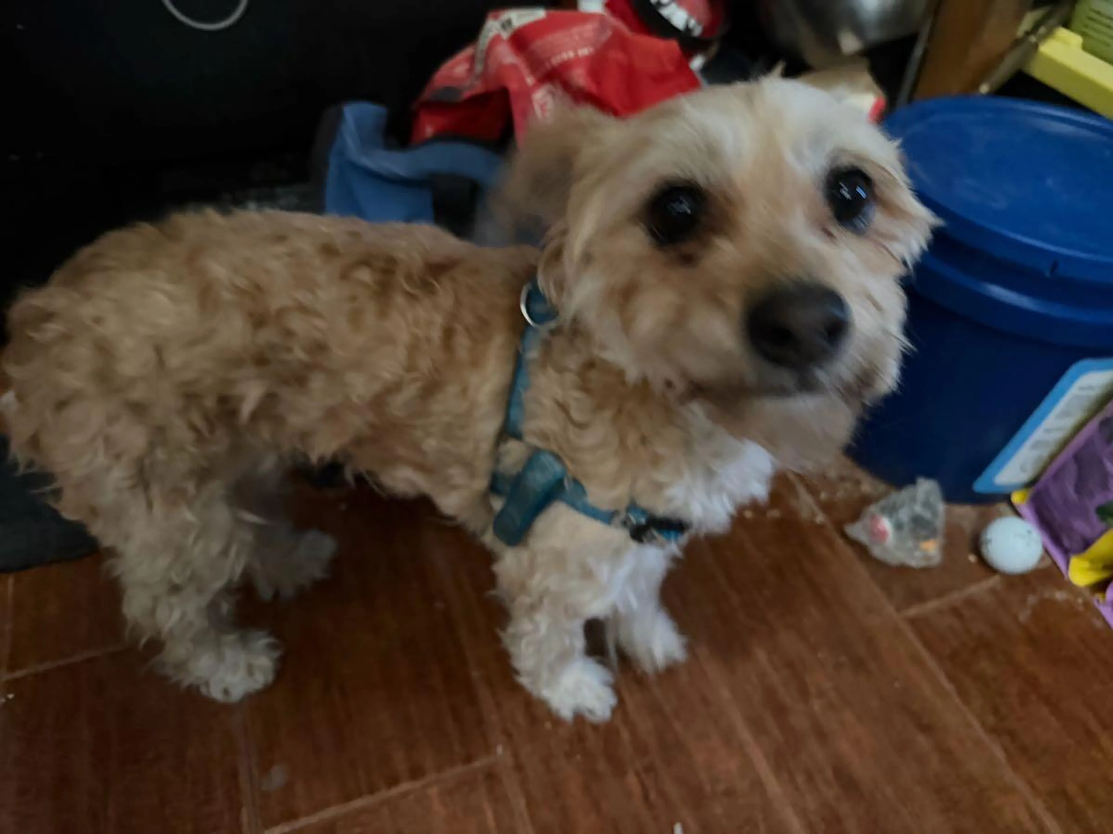 Found pet