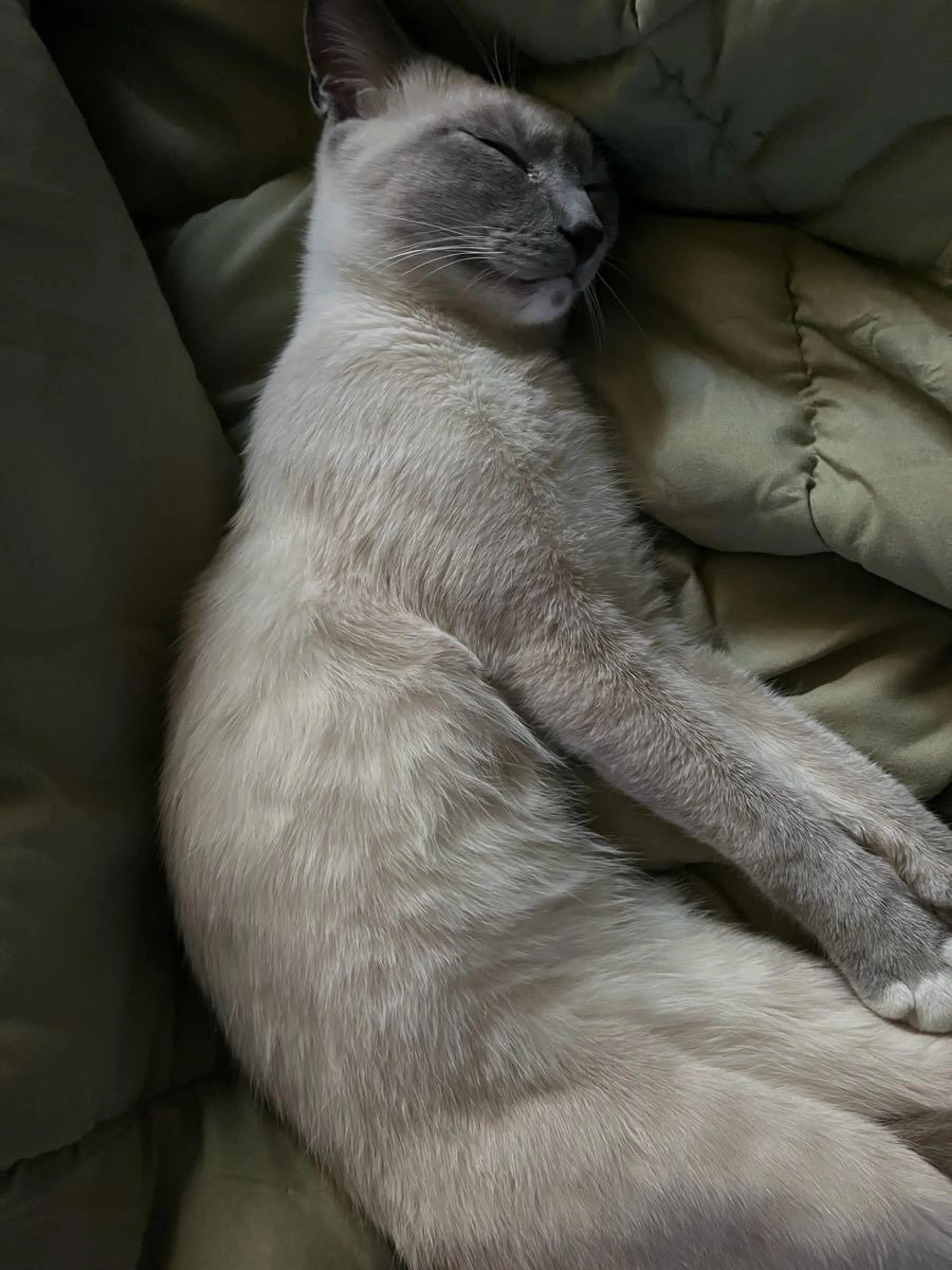 Lost pet