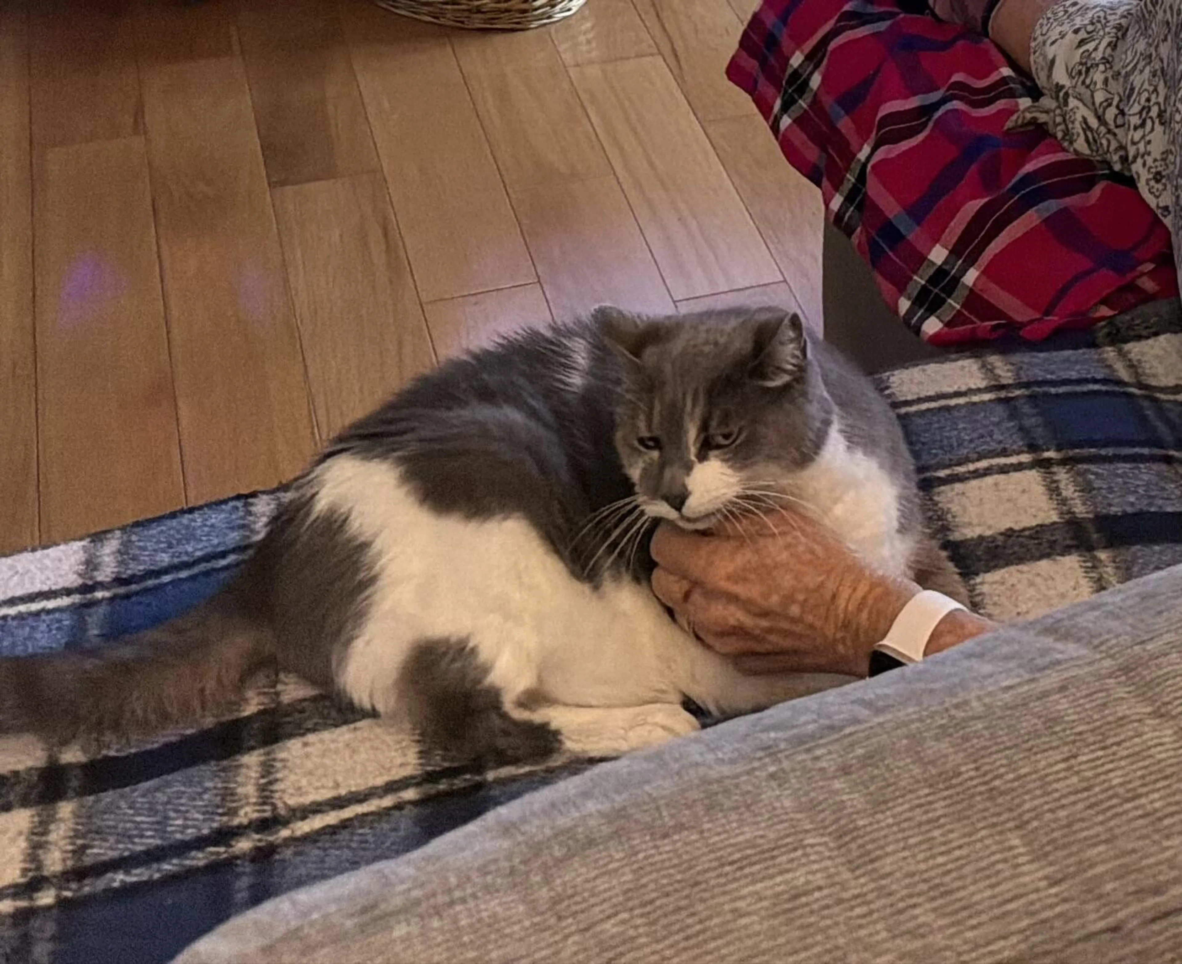 Lost pet