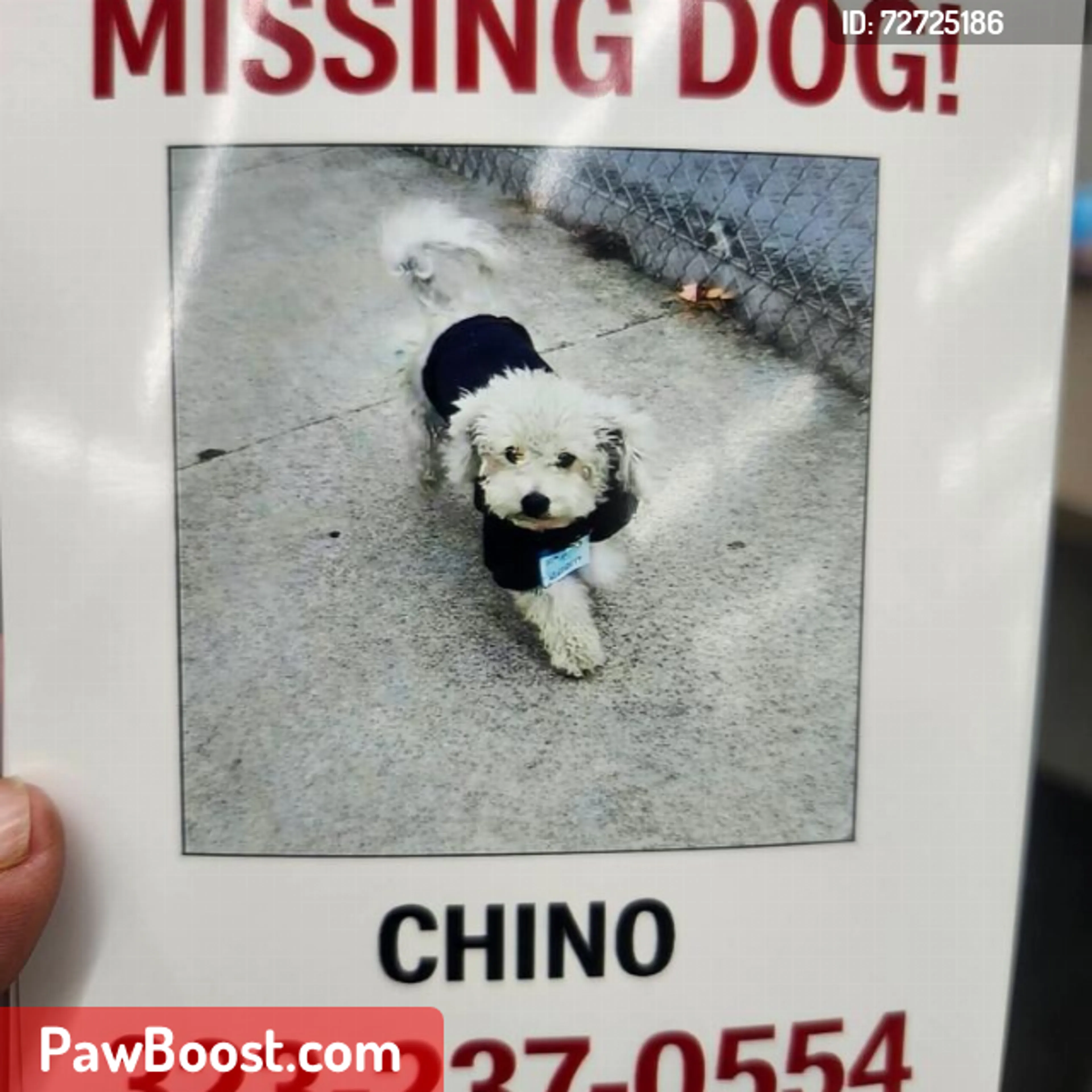 Lost pet