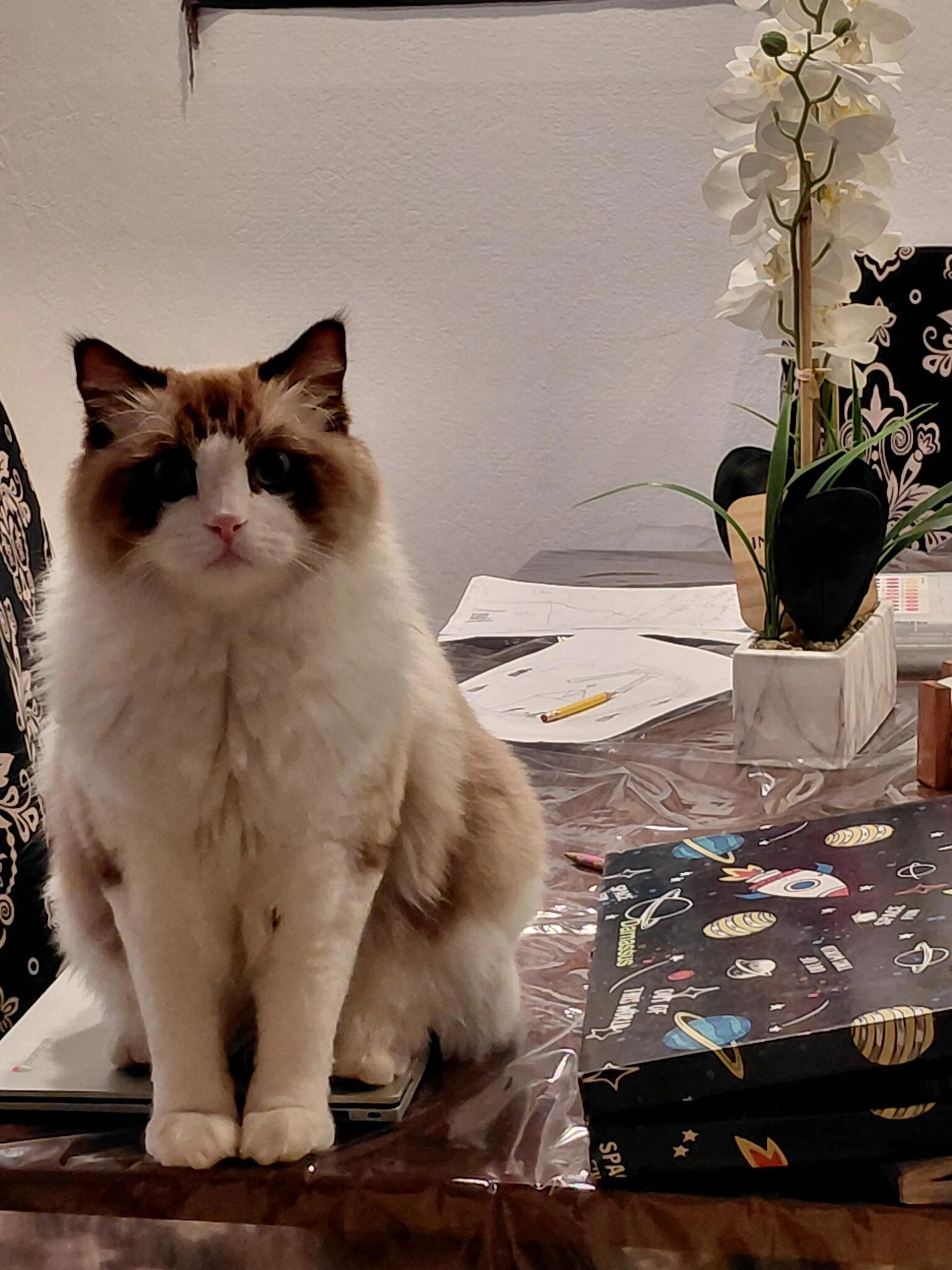 Lost pet