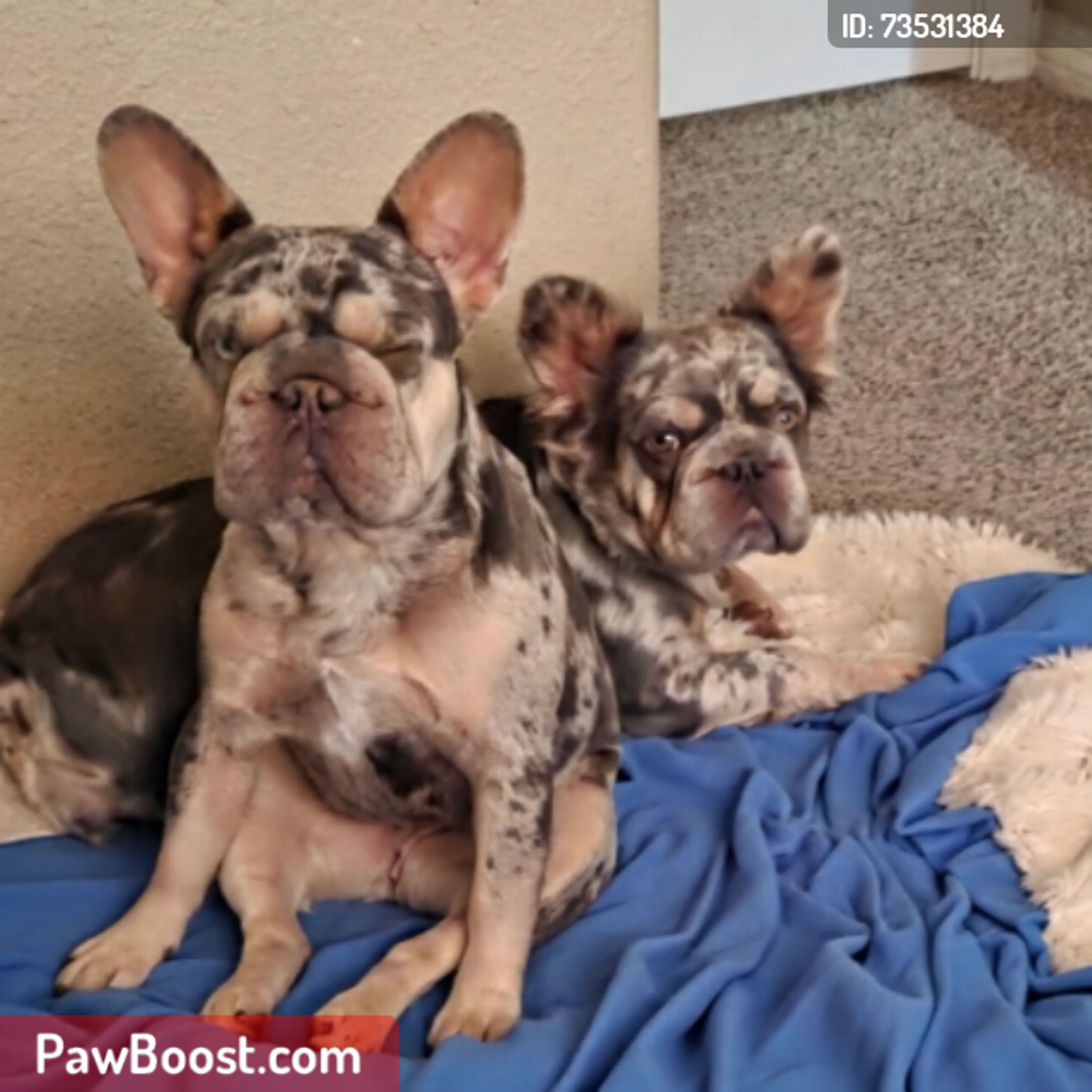 cdn image