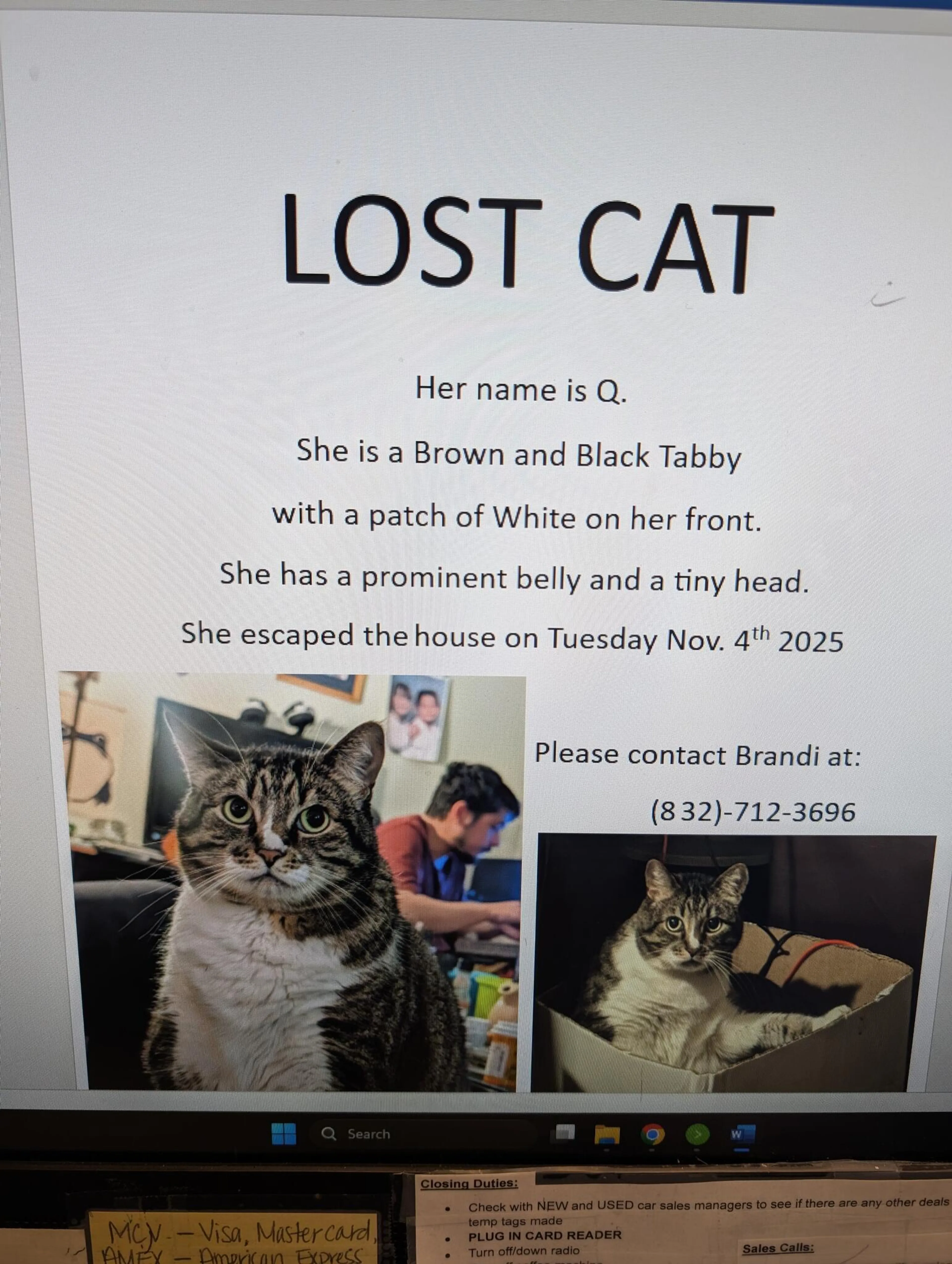 Lost pet