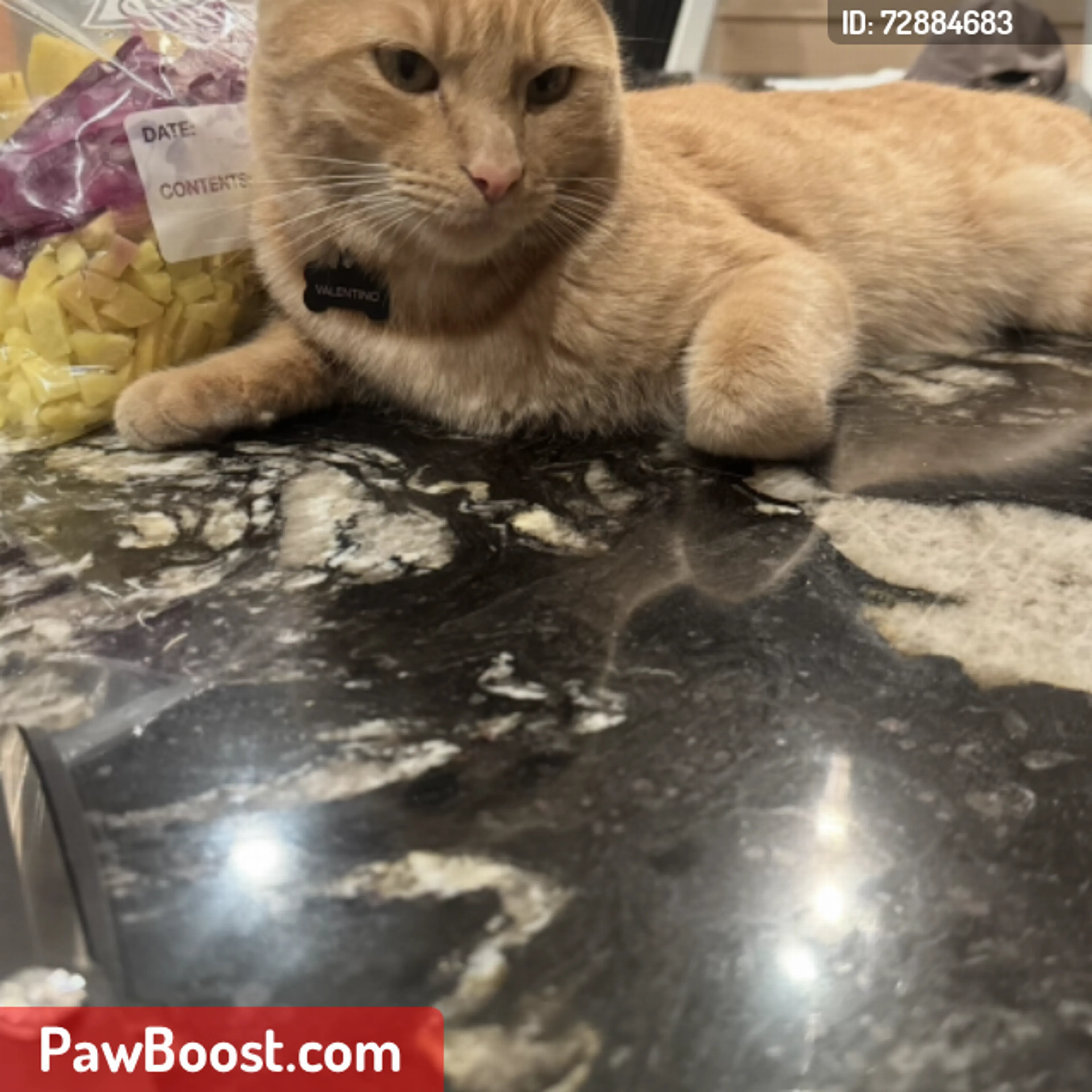 Lost pet