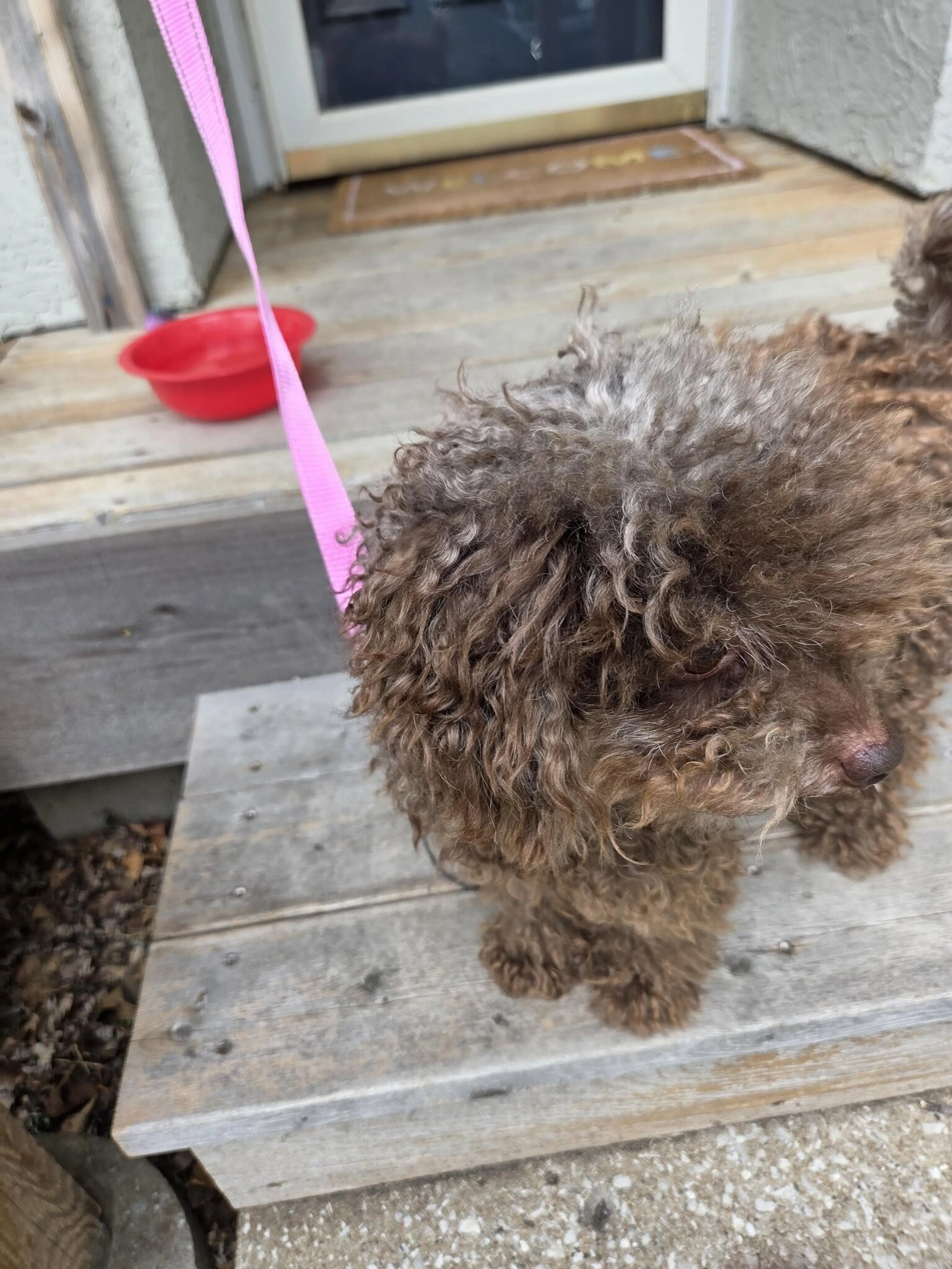 Found pet