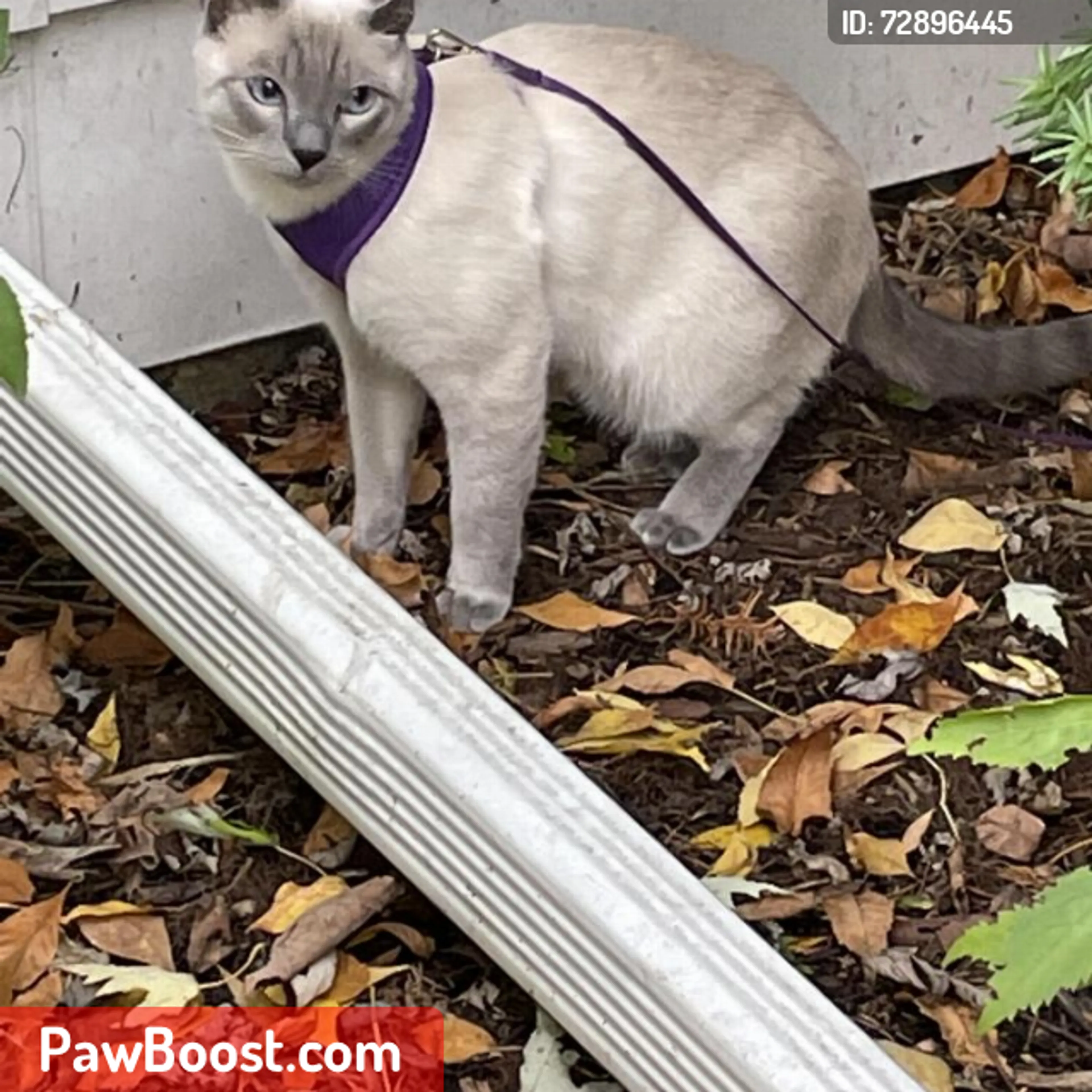 Lost pet