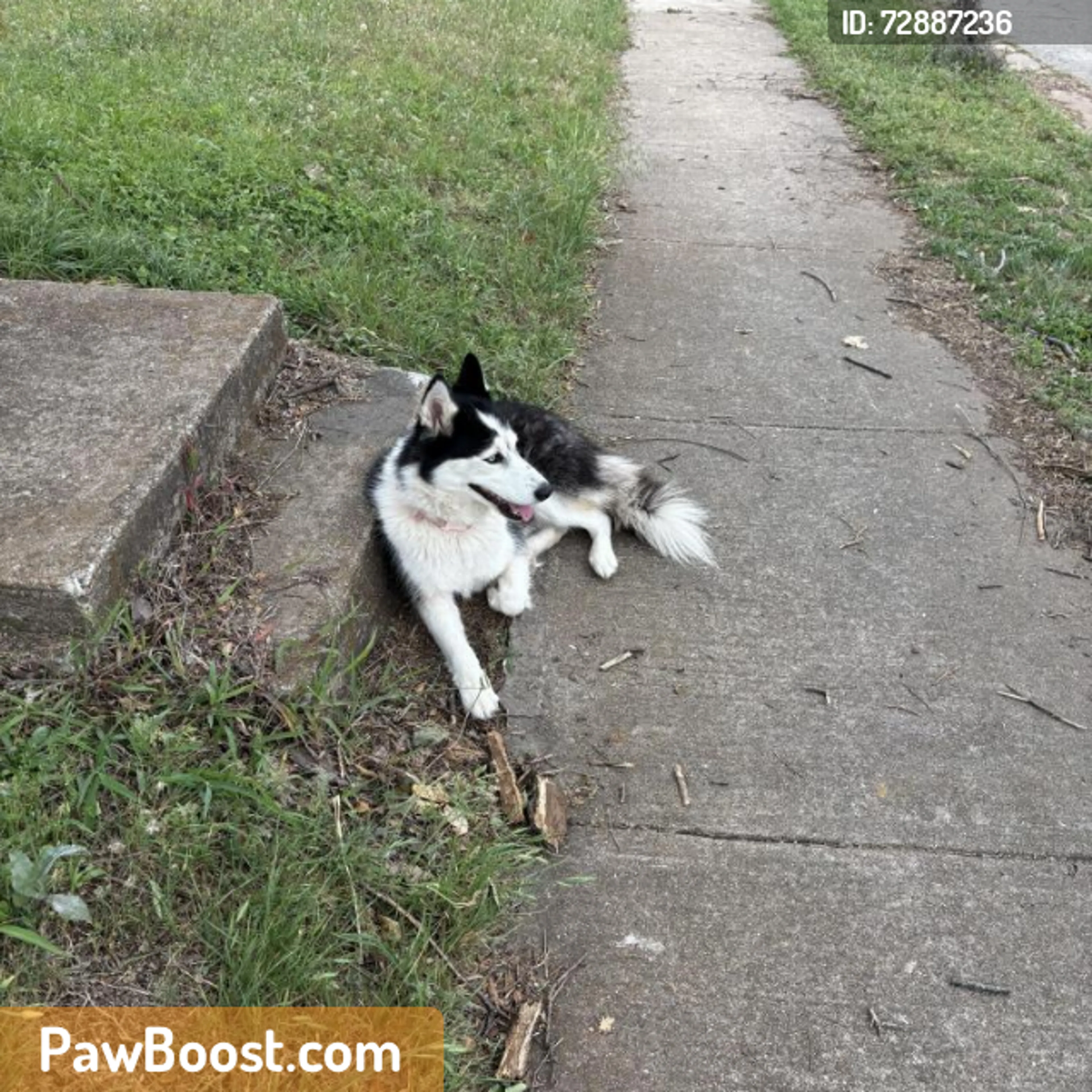 Found pet