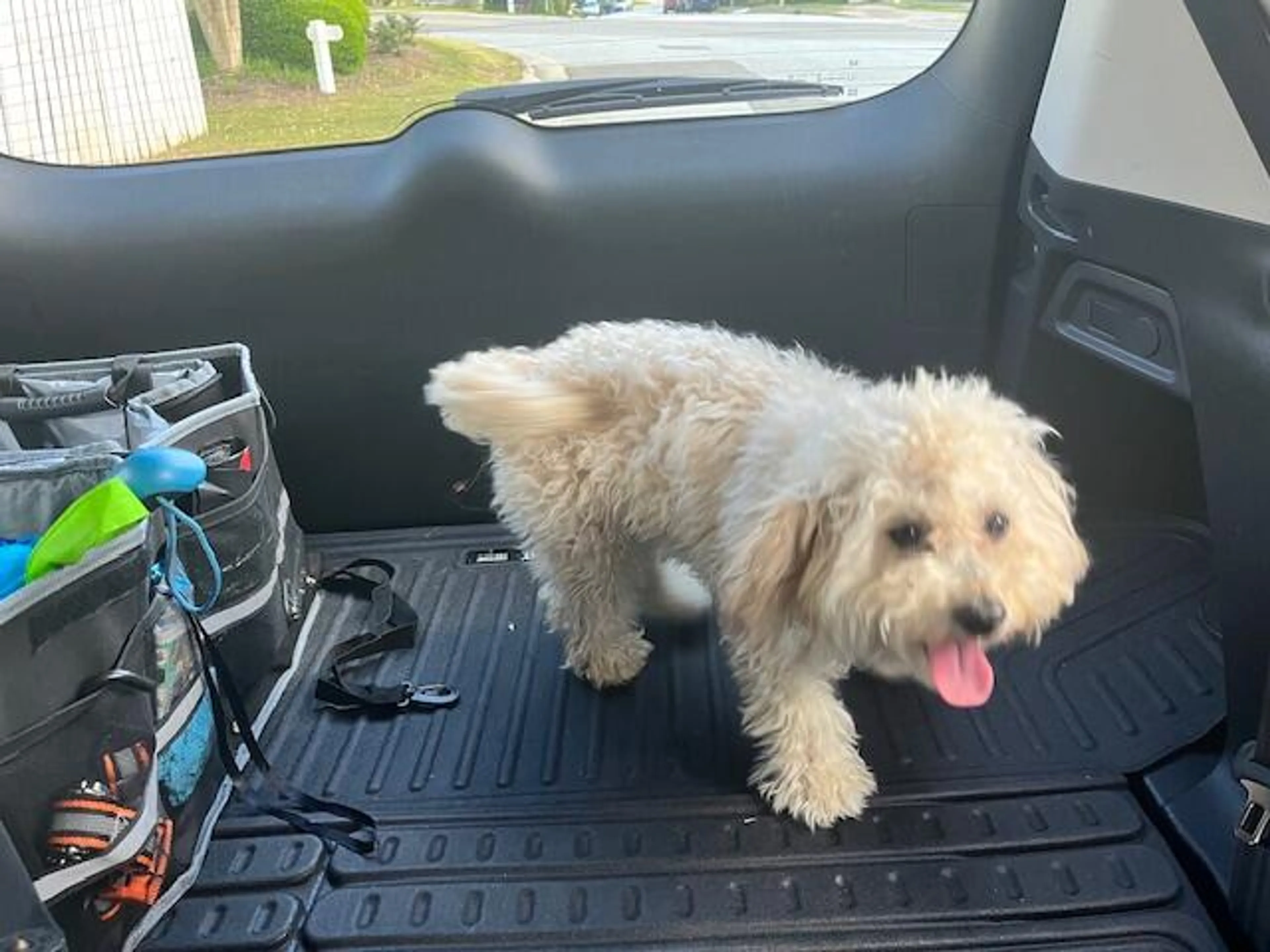 Found pet