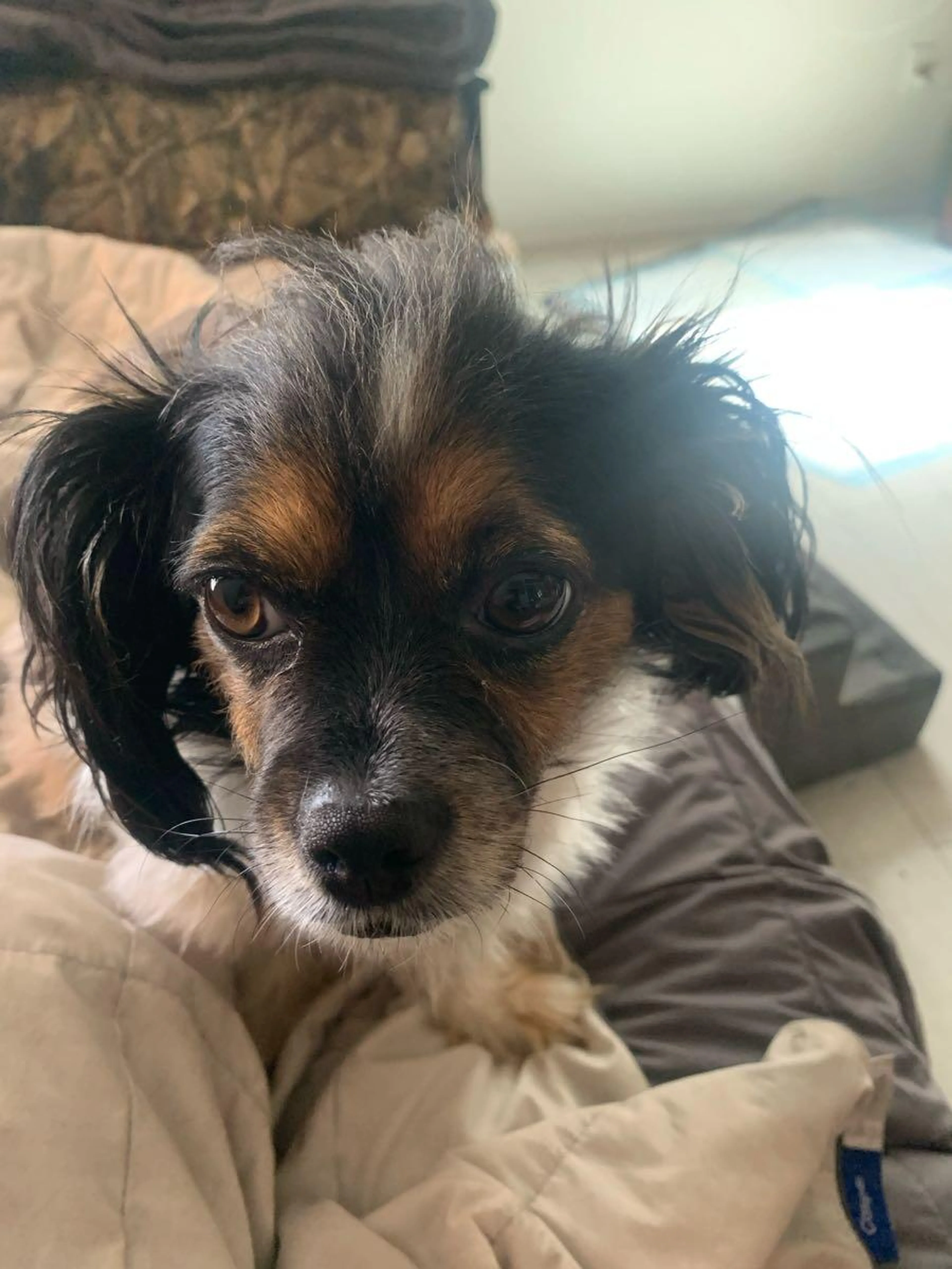 Lost pet