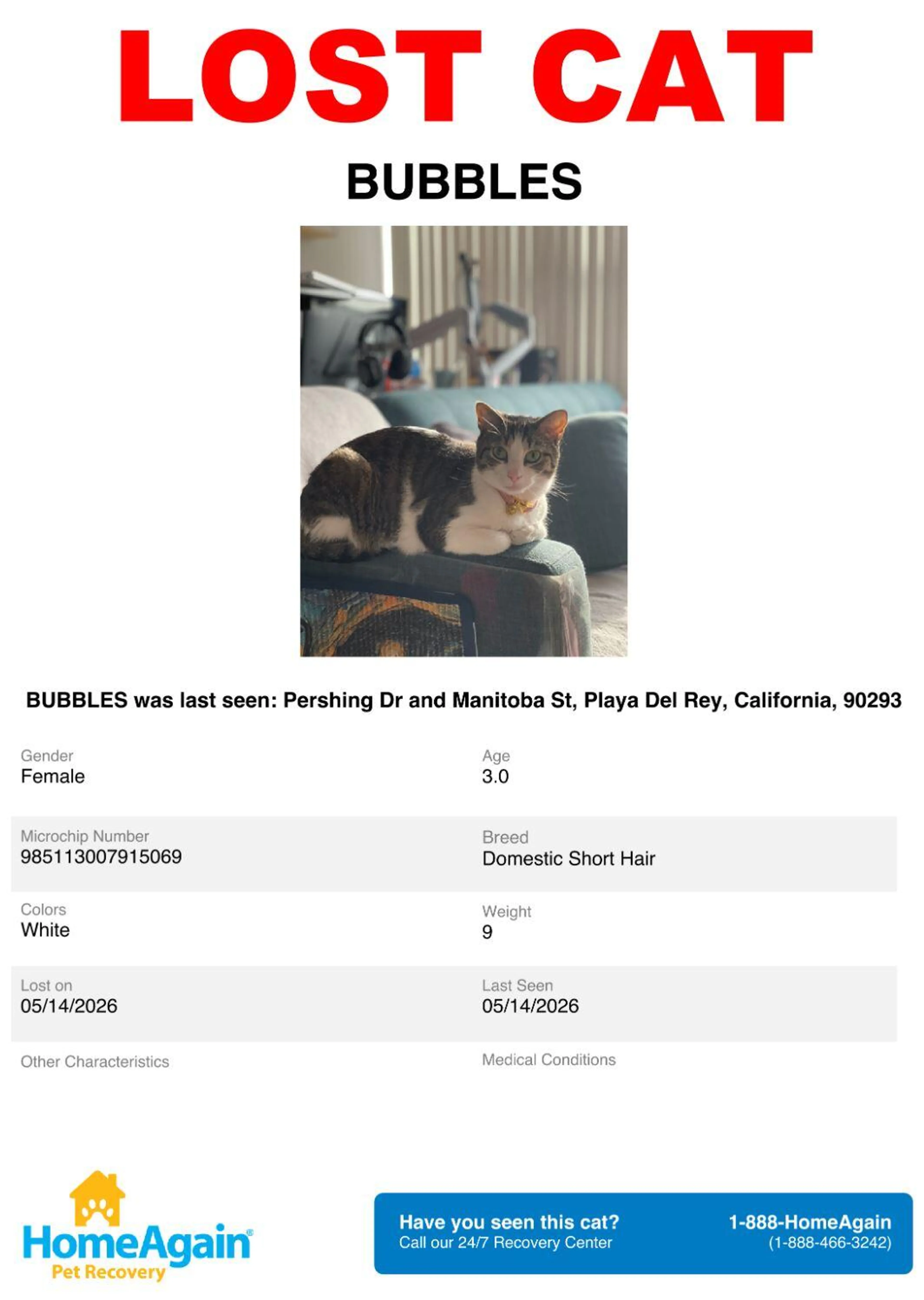 Lost pet