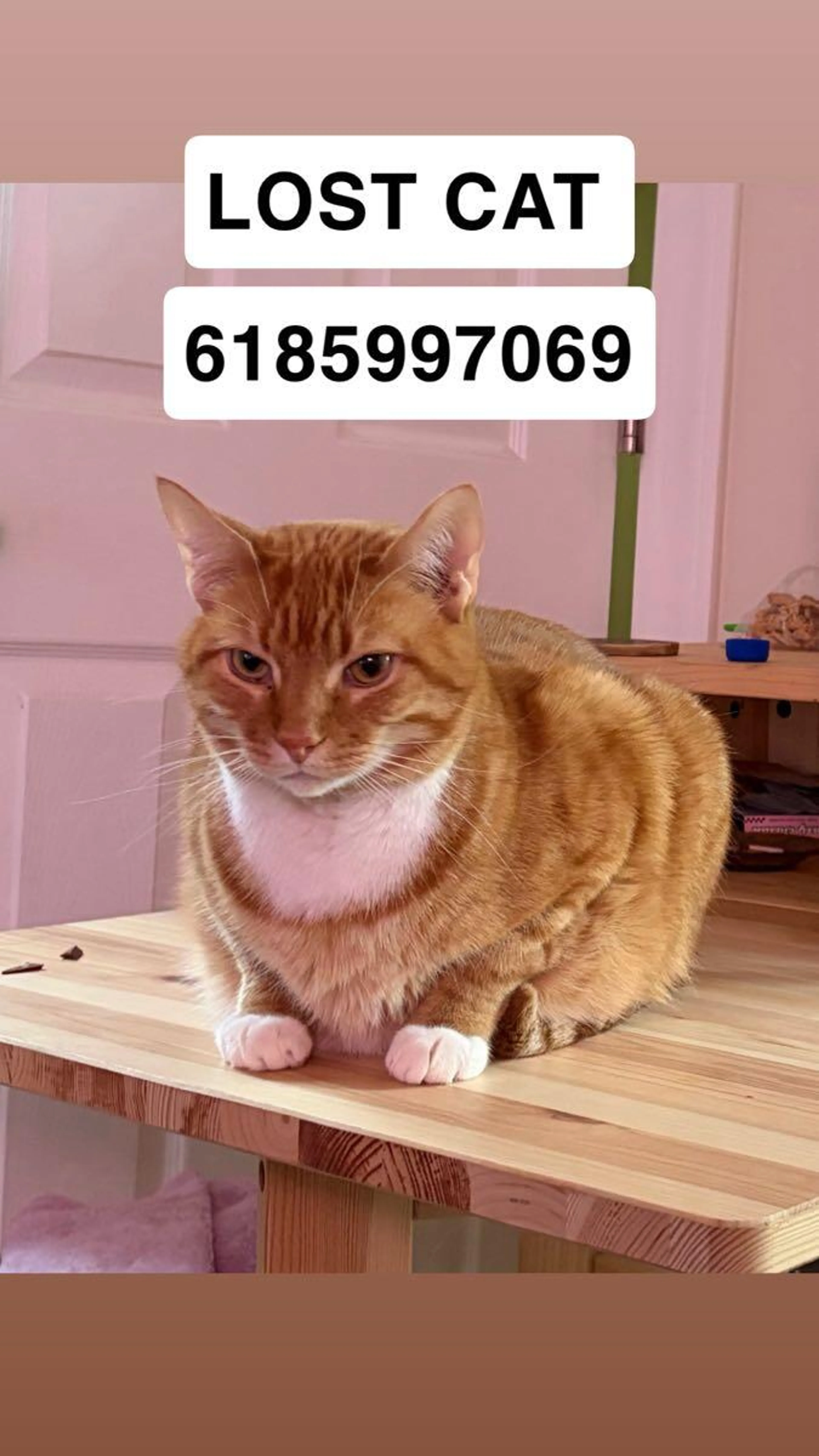 cdn image