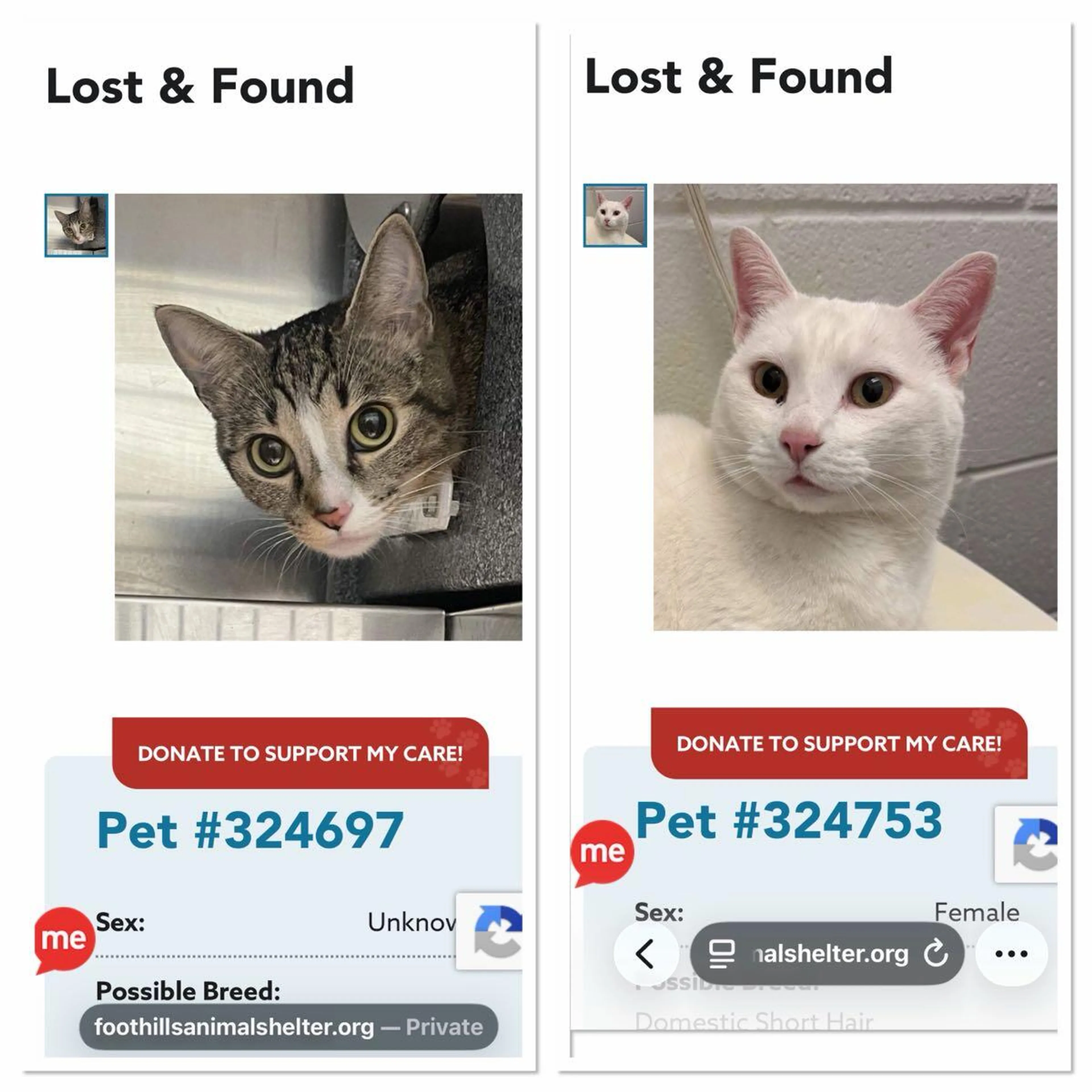Found pet