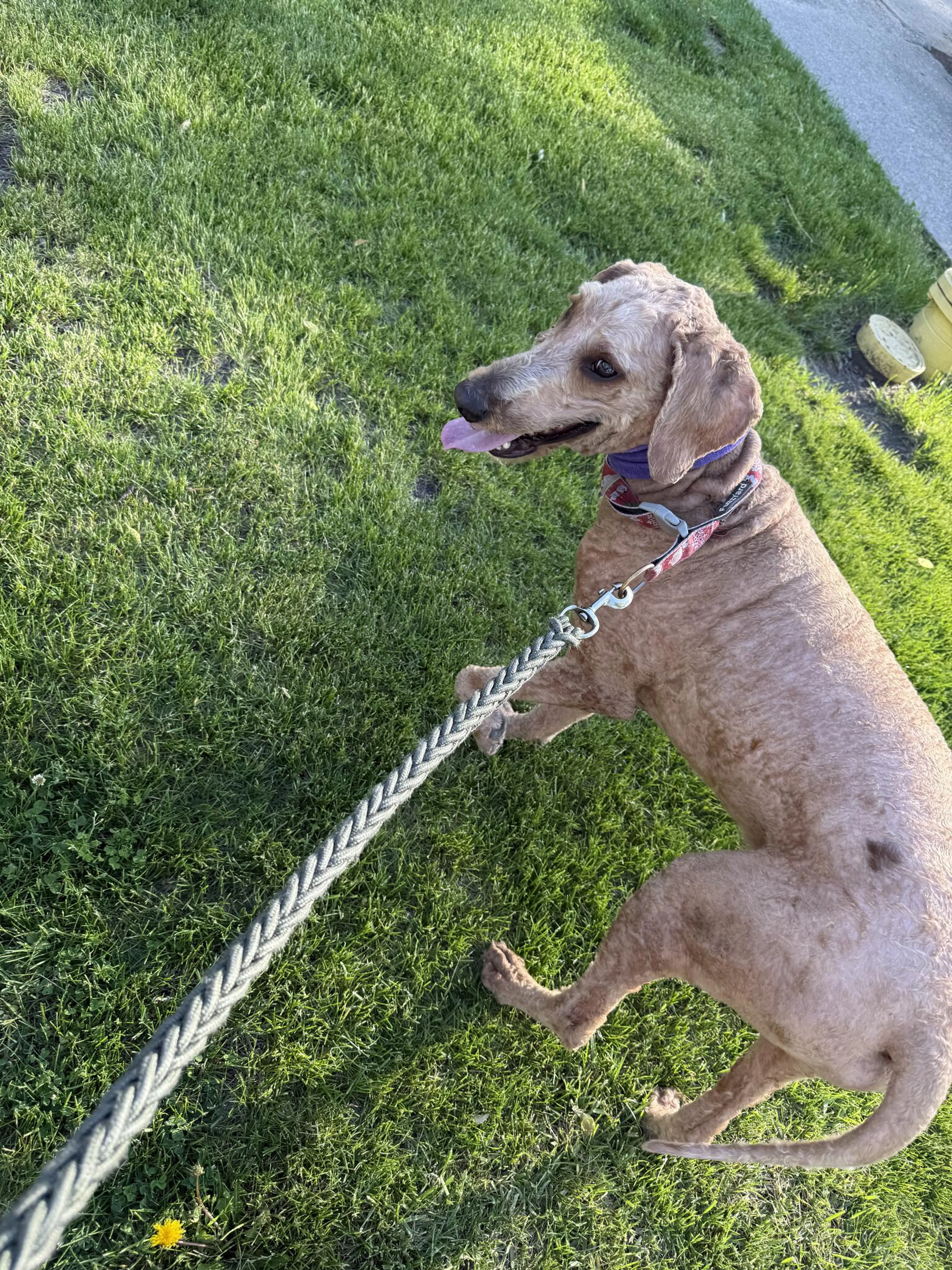 Found pet