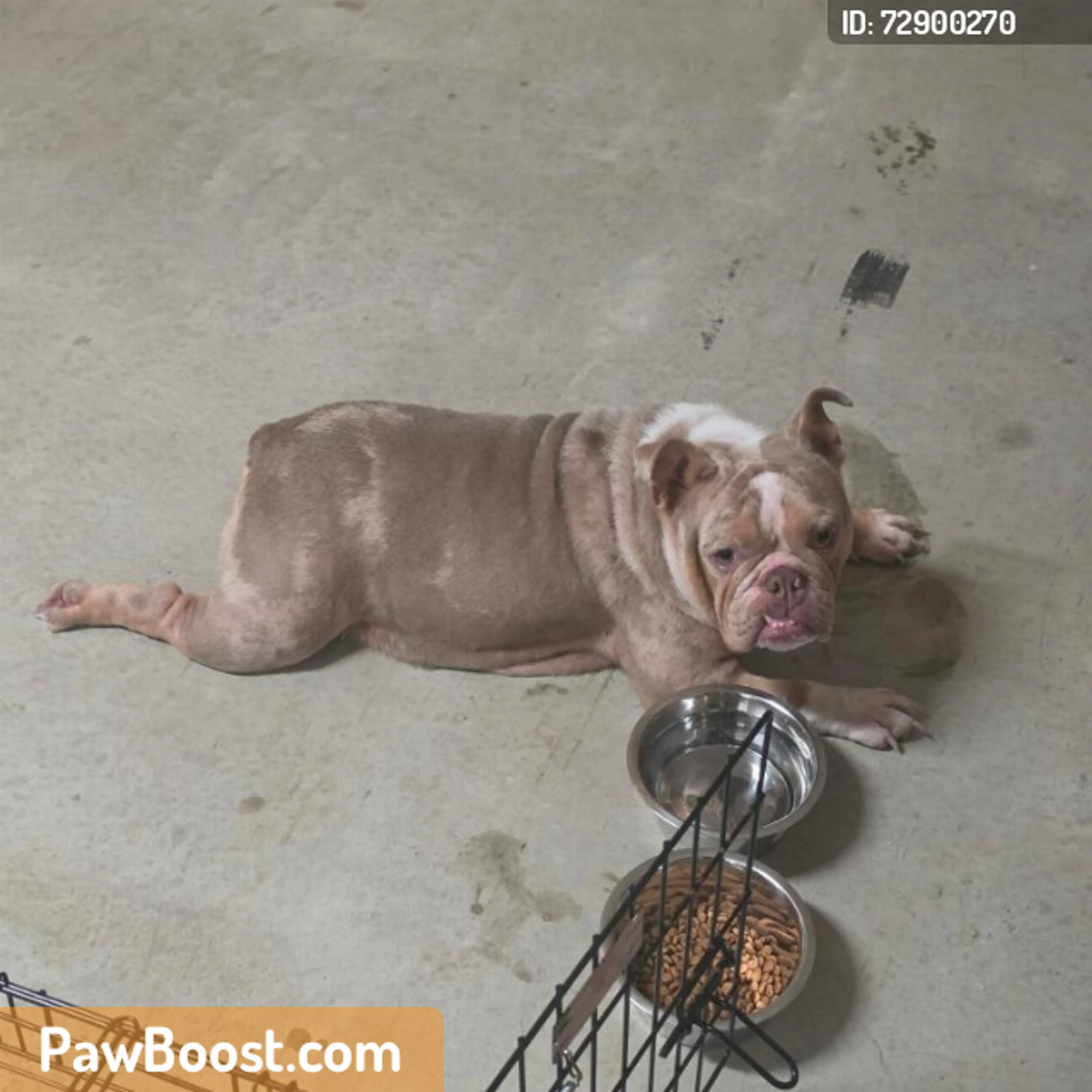 Found pet