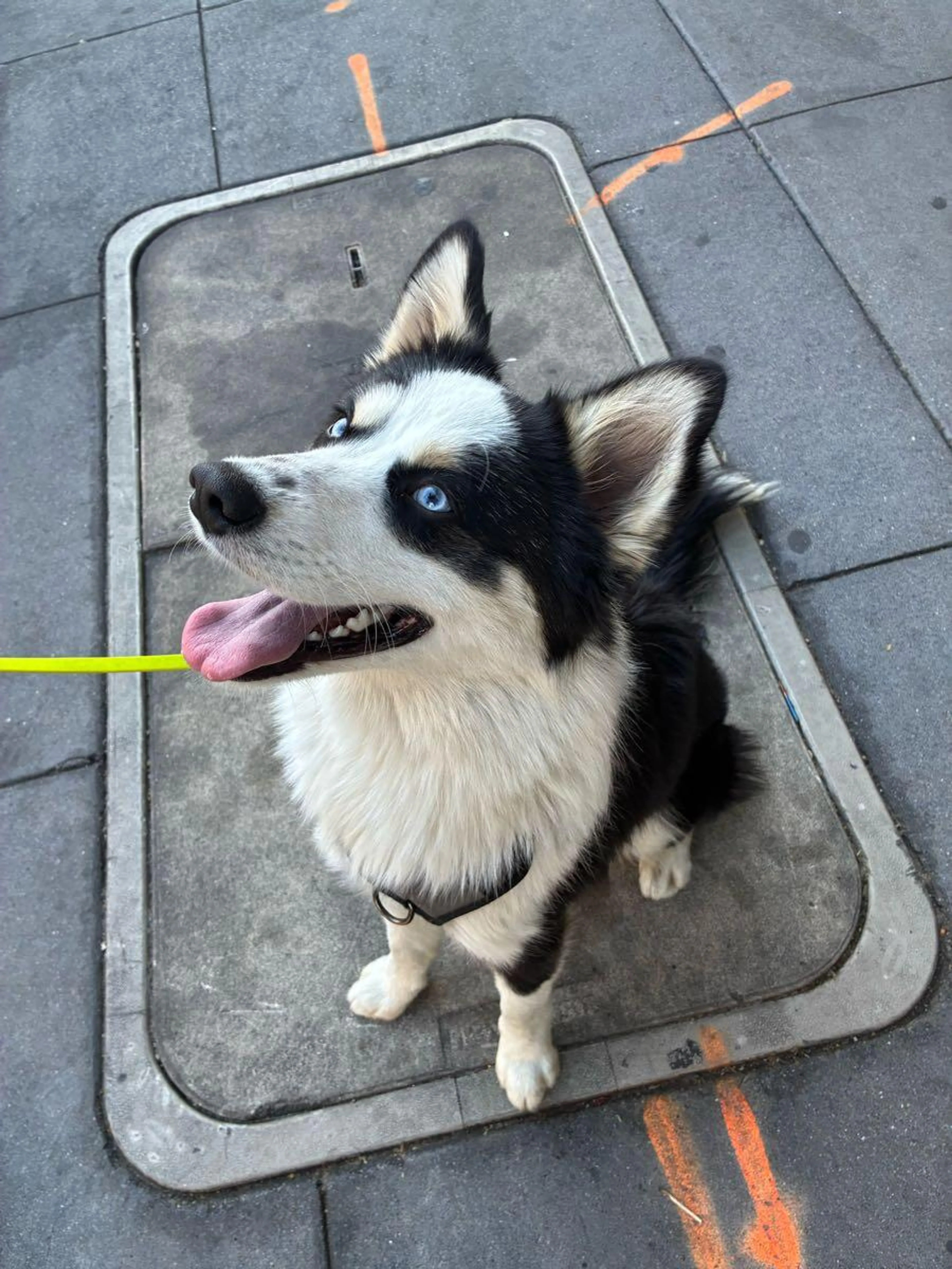 Found pet