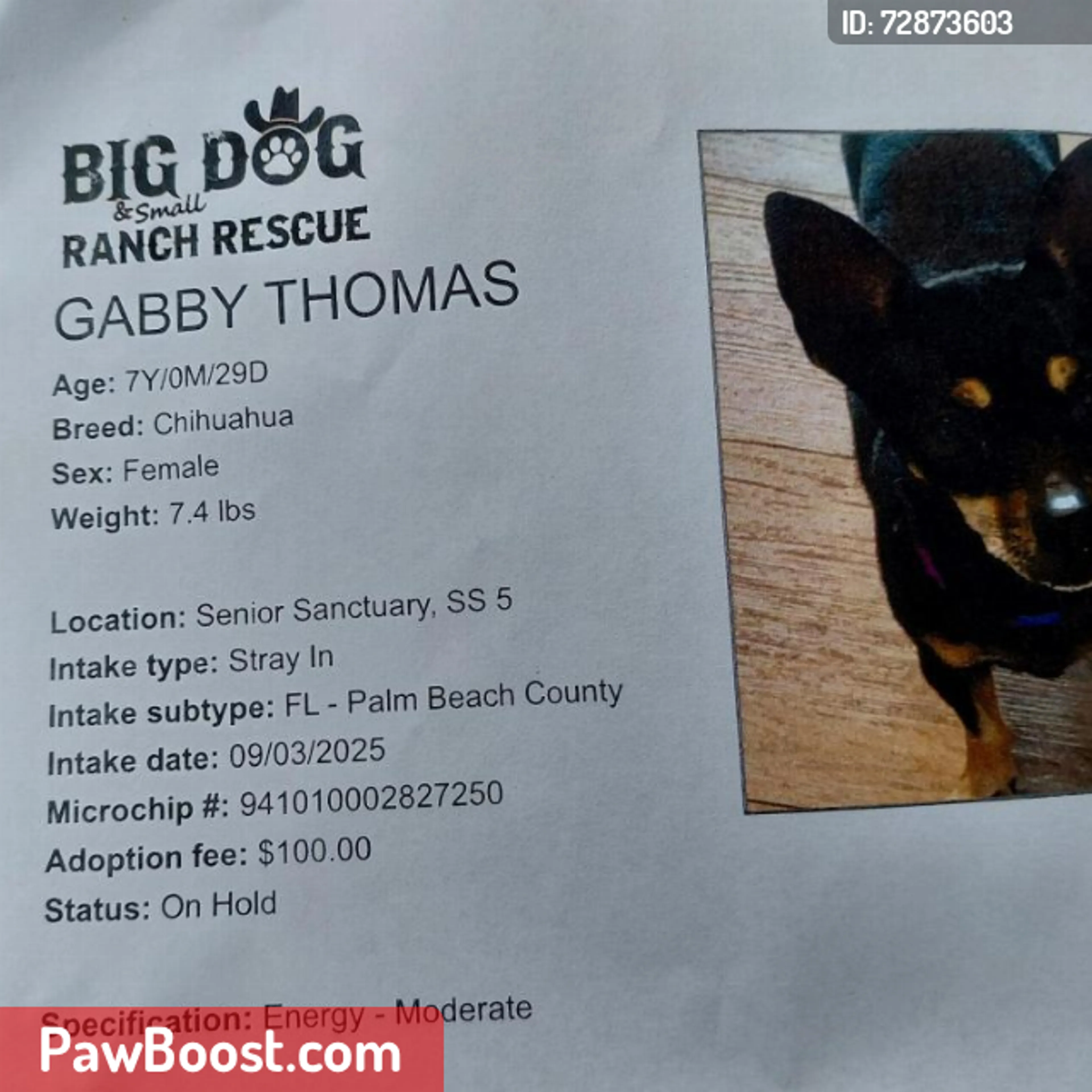 Lost pet