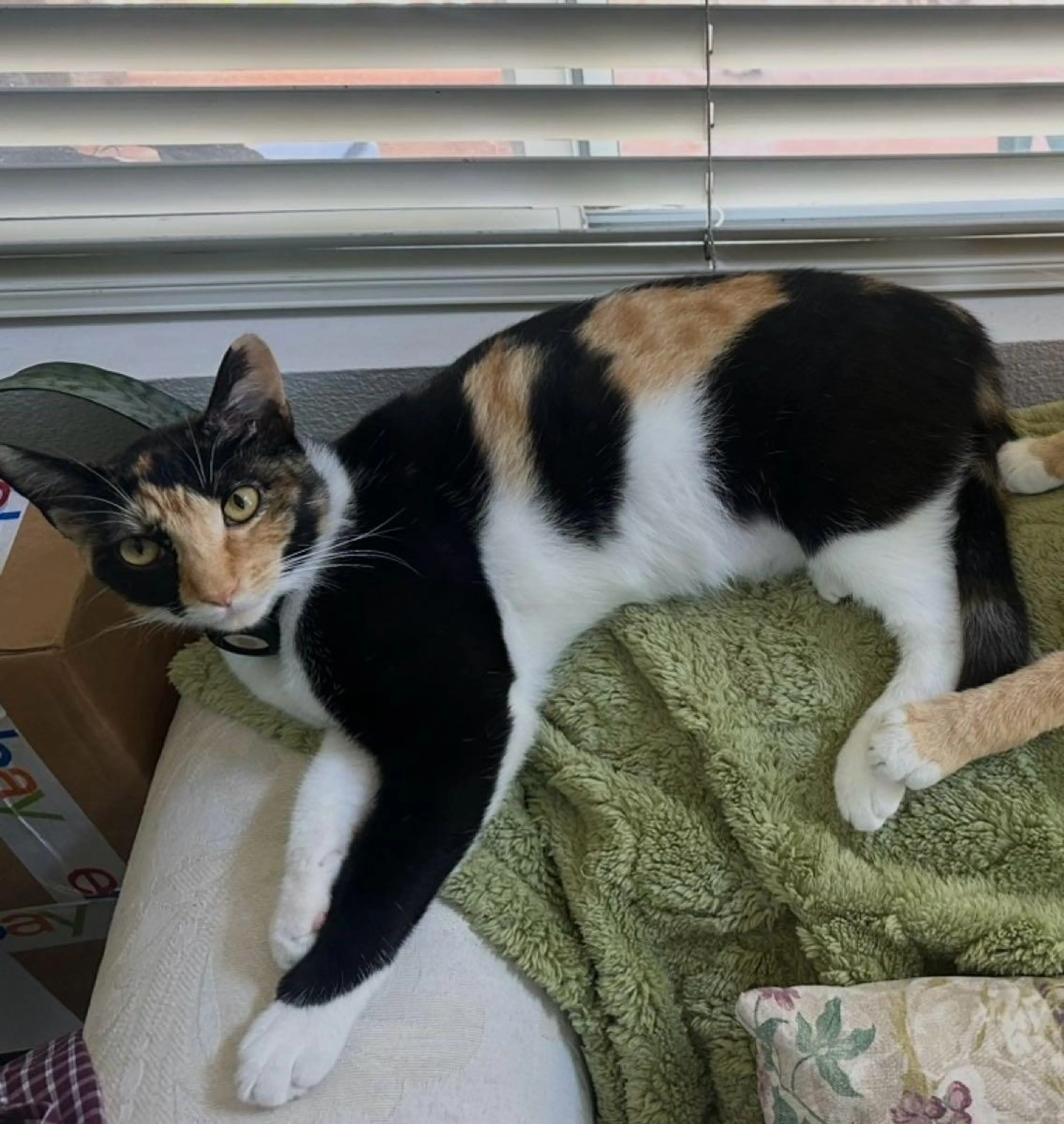 Lost pet