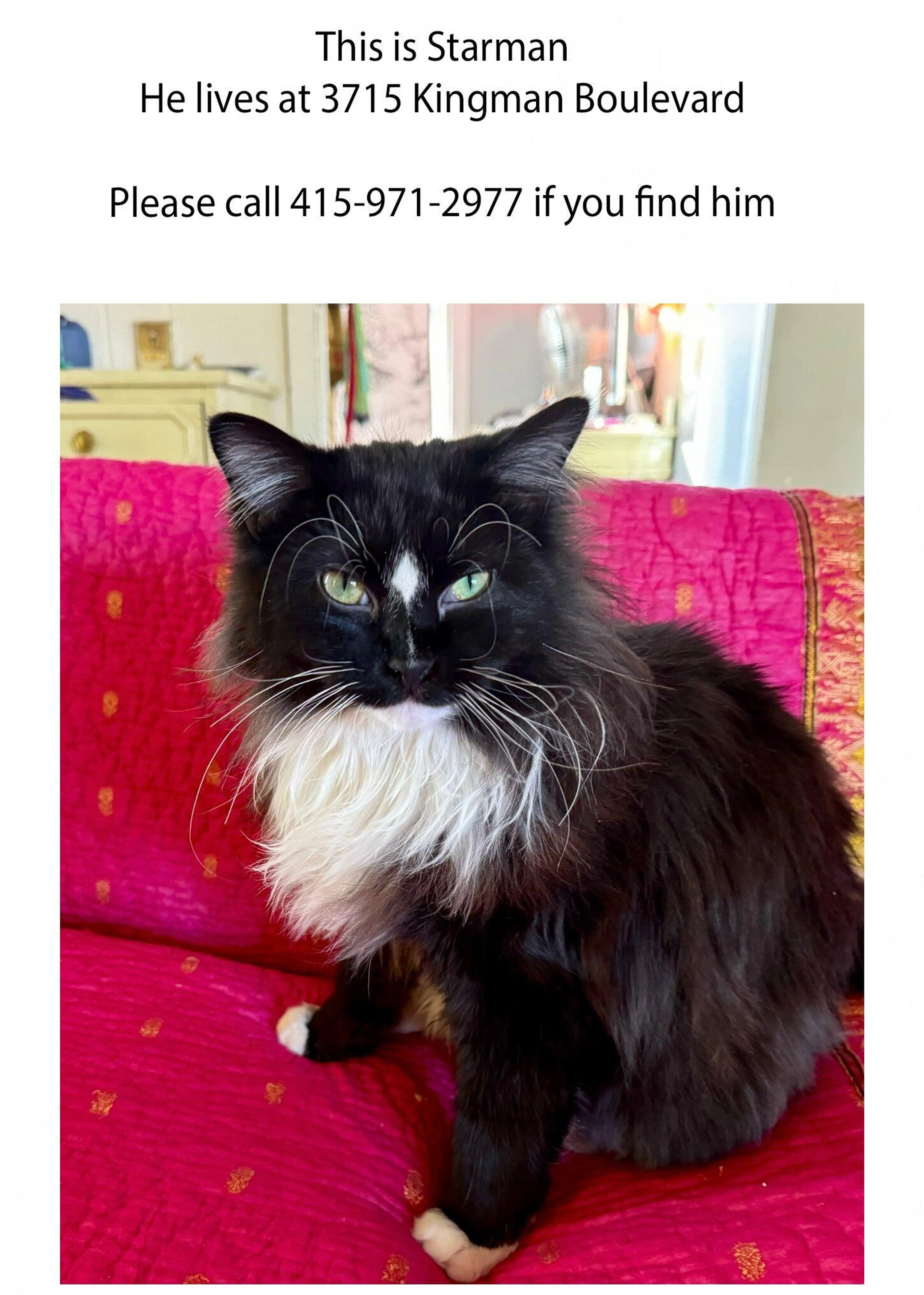 Lost pet