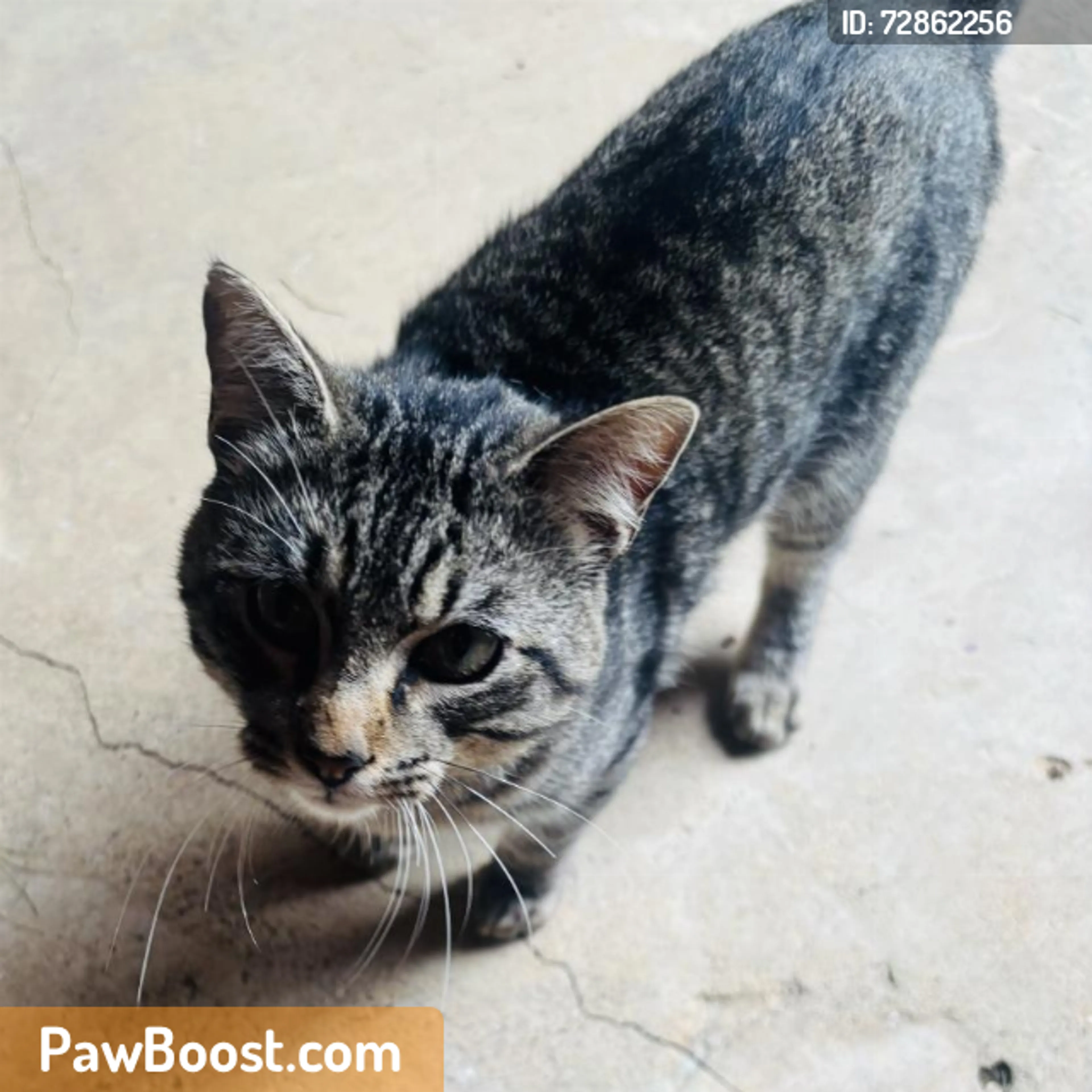 Found pet