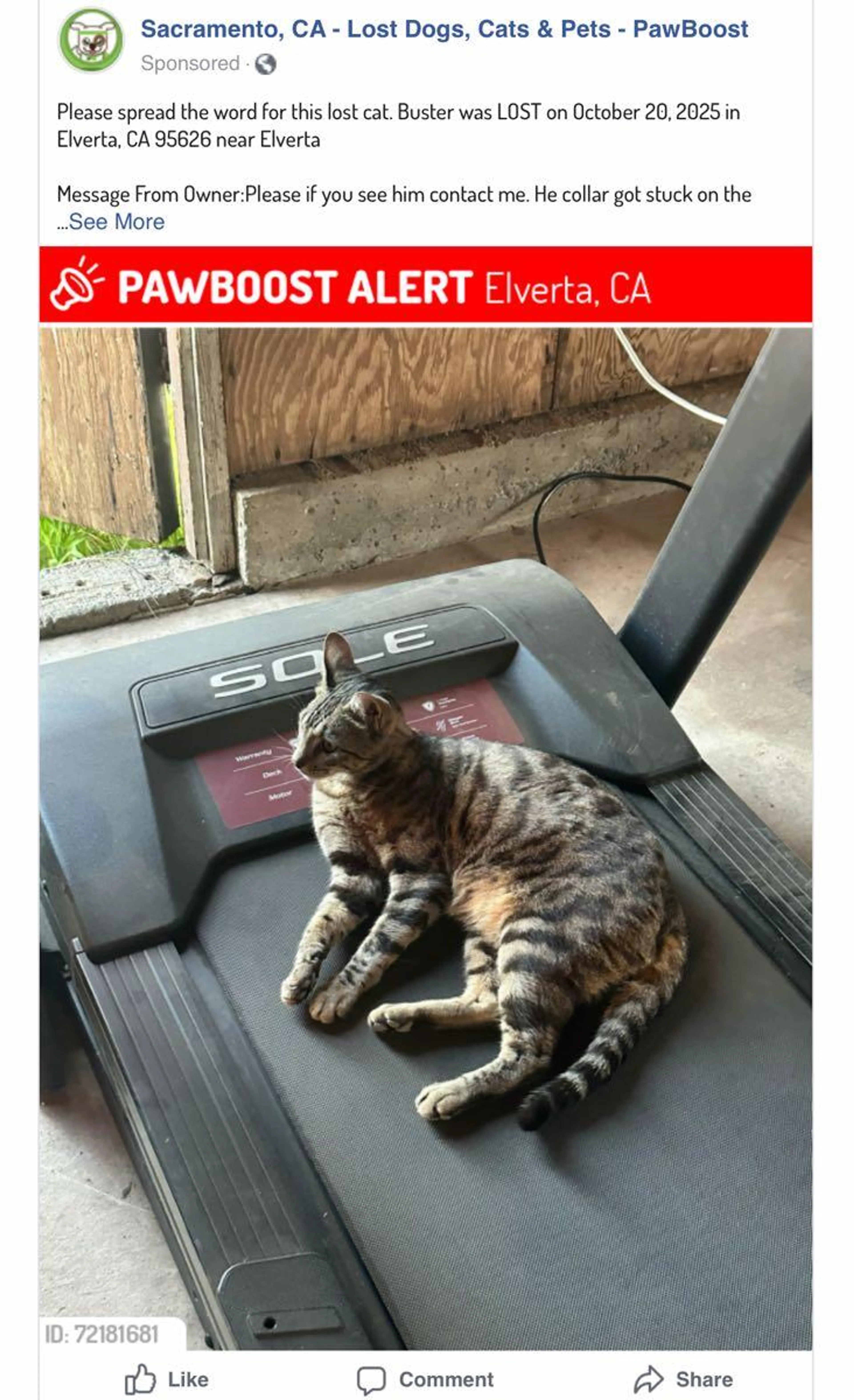 Lost pet