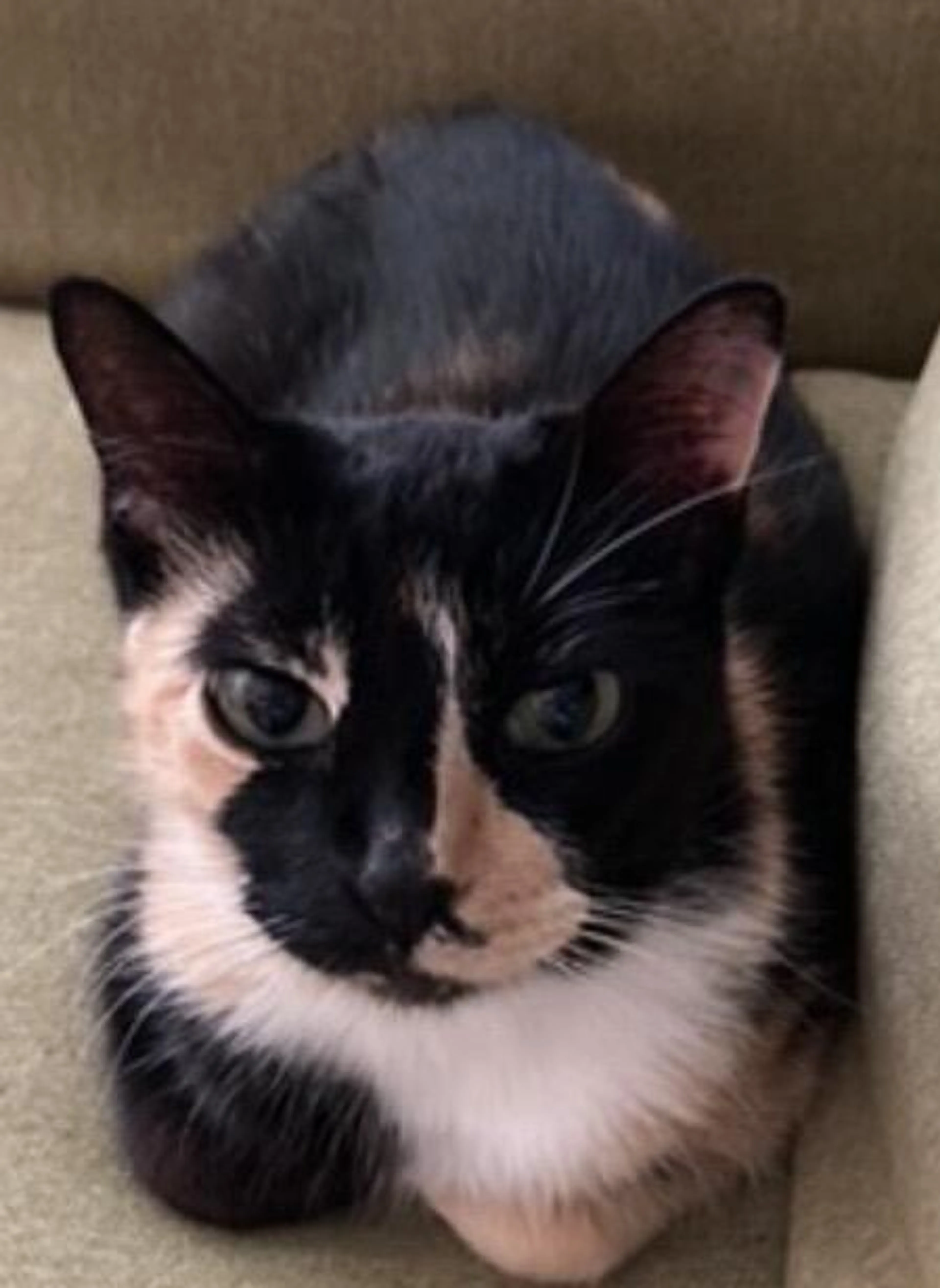 Lost pet