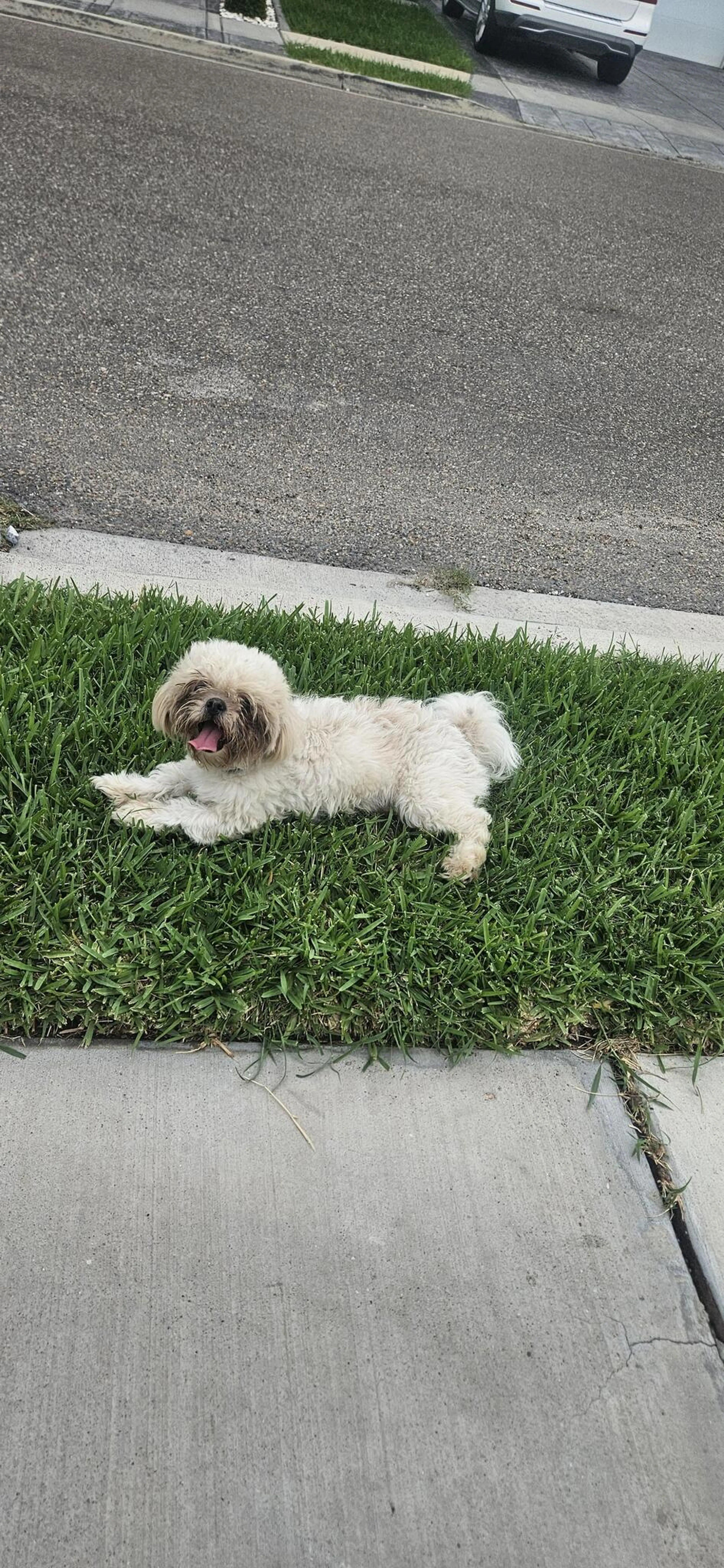 Found pet