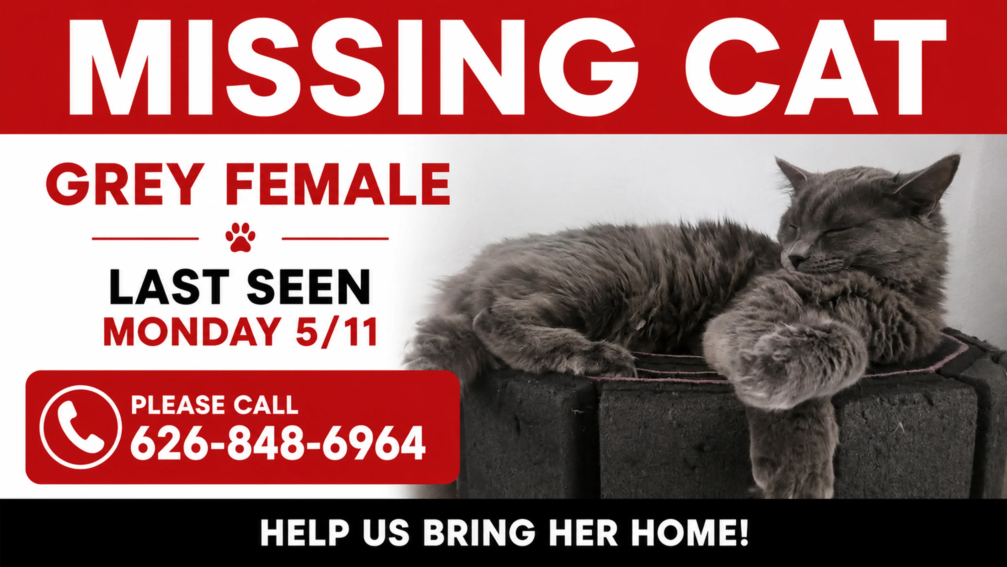 Lost pet
