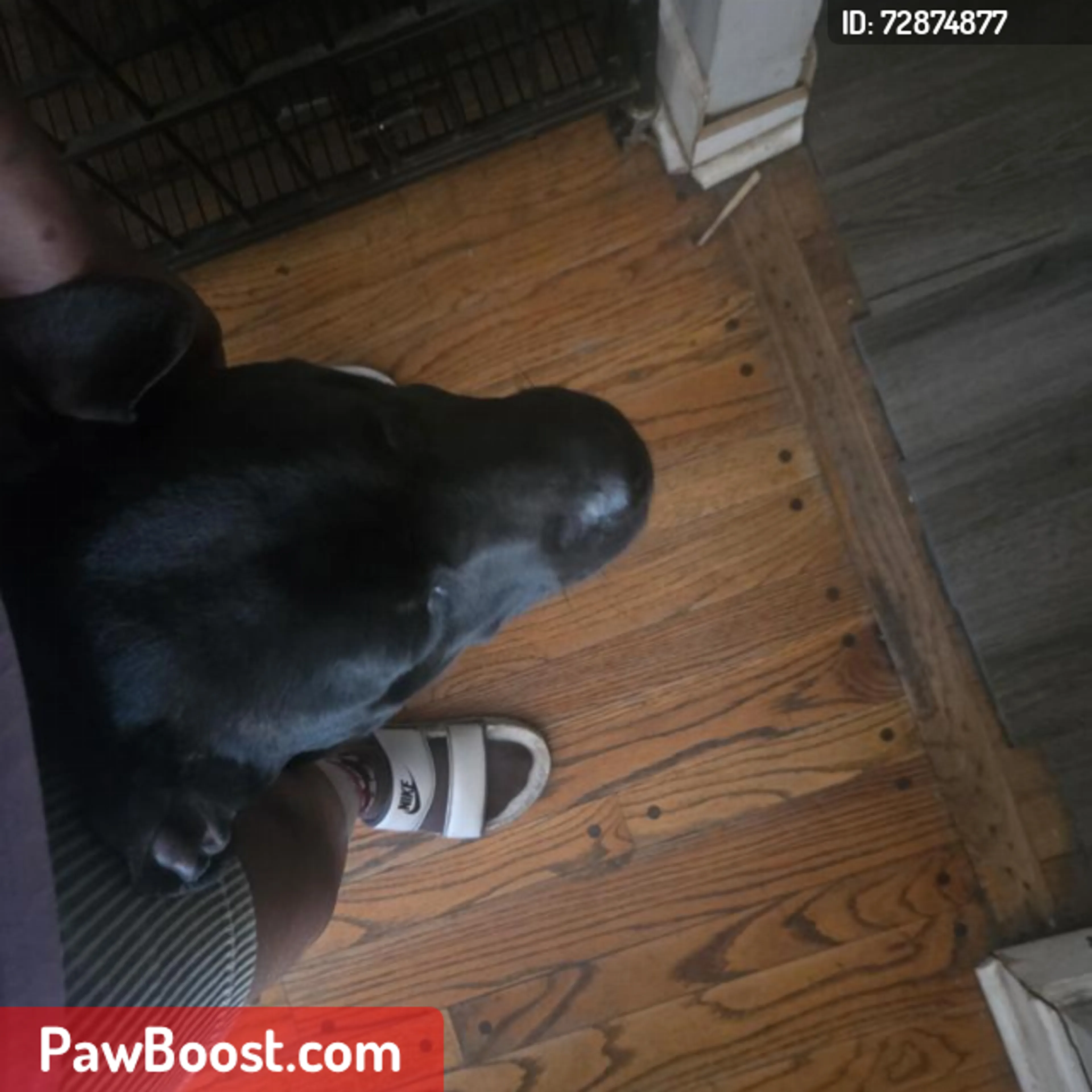 Lost pet